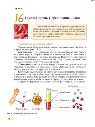 ТеМа 4
62
Форменные элементы крови
К форменным элементам крови относятся эритроциты, лейкоциты
и тромбоциты (рис. 16.1).
Эритроциты — это красные клетки крови. Зрелые эритроциты
не имеют ядра и содержат большое количество белка гемоглобина.
Их основная функция — перенос кислорода. Кроме того, эритроциты
способны переносить и углекислый газ (СО2
). Однако значительная
его часть транспортируется плазмой крови.
Лейкоциты — белые клетки крови. Они весьма разнообразны по
строению и делятся на несколько типов. Лейкоциты обеспечивают
защиту организма от инфекций и токсинов.
Тромбоциты, в отличие от эритроцитов и лейкоцитов, не клетки,
а кровяные пластинки. Они являются фрагментами клеток, образу-
ющимися в результате распада крупных клеток-предшественников.
Тромбоциты играют важную роль в процессе свертывания крови.
Подробнее форменные элементы крови рассмотрены в таблице.
Прежде чем приступить к изучению групп крови че-
ловека, вспомните, что такое кровь. Чем отличается
кровь от лимфы и тканевой жидкости? Какие функ-
ции выполняет кровь в организме человека? Одинакова
ли  кровь у разных животных?
16Группы крови. Переливание крови
Рис. 16.1. Форменные элементы крови
Эритроциты
Состав крови
ЦентрифугаОбразец крови
Плазма
Тромбоциты
Лейкоциты
 
