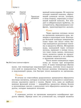 ТеМа 5
84
ванный капиллярами. От капсулы
отходит извитой каналец, образу-
ющий длинную петлю, которая,
в свою очередь, переходит в следу-
ющий извитой каналец. Тот впа-
дает в собирательную трубочку, по
которой моча, образовавшаяся в не-
фроне, транспортируется дальше.
Кожа
Через протоки потовых желез
из организма выводятся вода, мо-
чевина и некоторые соли. Благода-
ря большой площади поверхности
кожи через нее могут очень бы-
стро выводиться различные токси-
ны и продукты обмена. Испарение
воды, выводимой через потовые
железы, приводит к потере тепла,
что тоже очень важно, поскольку
тепло является одним из продук-
тов обмена веществ и его избыток
в организме нежелателен.
Тепло может выводиться через
кожу не только при испарении
пота. У кожи температура обычно
выше, чем температура окружающей среды, поэтому тепло выделя-
ется всей ее поверхностью. Чем больше разница температур кожи
и окружающей среды, тем быстрее тепло выводится из организма.
Печень
В печени из гемоглобина разрушенных эритроцитов образуются
желчные пигменты, которые в составе желчи выводятся в кишечник,
откуда удаляются вместе с калом. Кроме того, одна из наиболее
важных функций печени — переработка продуктов обмена белков
и нуклеиновых кислот, в результате чего образуются азотистые про-
дукты, которые выводятся почками.
Легкие
С помощью легких из организма выводятся газообразные про-
дукты обмена. Прежде всего это углекислый газ, который является
Рис. 21.4. Схема строения нефрона
Сосудистый
клубочек
Извитой
каналец
Приносная
артериола
Собиратель-
ная трубочка
 