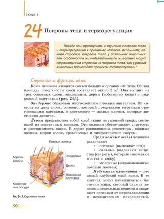 ТеМа 5
90
Строение и функции кожи
Кожа человека является самым большим органом его тела. Общая
площадь поверхности кожи составляет около 2 м2
. Она состоит из
трех основных слоев: эпидермиса, дермы (собственно кожи) и под-
кожной клетчатки (рис. 24.1).
Эпидермис образован многослойным плоским эпителием. Он со-
стоит из двух слоев: рогового, который представлен мертвыми оро-
говевшими клетками, и росткового — живые клетки, которые по-
стоянно делятся.
Дерма представляет собой слой ткани внутренней среды, состо-
ящей из эластичных волокон. Эти волокна обеспечивают упругость
и растяжимость кожи. В дерме расположены рецепторы, кожные
железы, корни волос, кровеносные и лимфатические сосуды.
Среди кожных желез человека
различают:
• потовые (выделяют пот);
• сальные (выделяют веще-
ства (секреты), которые смазывают
волосы и кожу);
• молочные (видоизмененные
потовые железы).
Подкожная клетчатка — это
самый глубокий слой кожи. В ее
клетках могут накапливаться ча-
стички жира, который служит за-
пасом питательных веществ и защи-
щает организм от переохлаждения
и механических повреждений.
Прежде чем приступить к изучению покровов тела
и терморегуляции в организме человека, вспомните, ка-
ково строение покровов тела у различных животных.
Как особенности жизнедеятельности животных могут
отражаться на строении их покровов тела? Как у разных
животных происходят процессы терморегуляции?
24Покровы тела и терморегуляция
Рис. 24.1. Строение кожи
Эпидермис
Дерма
Подкожная
клетчатка
Корень
волоса
Потовая железа
Кровенос-
ные сосуды
 
