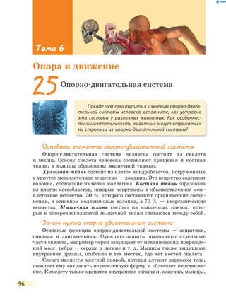 96
Основные элементы опорно-двигательной системы
Опорно-двигательная система человека состоит из скелета
и мышц. Основу скелета человека составляют хрящевая и костная
ткани, а мышцы образованы мышечной тканью.
Хрящевая ткань состоит из клеток хондробластов, погруженных
в упругое межклеточное вещество — хондрин. Это вещество содержит
волокна, состоящие из белка коллагена. Костная ткань образована
из клеток остеобластов, которые погружены в обызвествленное меж-
клеточное вещество, 30 % которого составляют органические соеди-
нения, в основном коллагеновые волокна, а 70 % — неорганические
вещества. Мышечная ткань состоит из мышечных клеток, кото-
рые в поперечнополосатой мышечной ткани сливаются между собой.
Зачем нужна опорно-двигательная система
Основные функции опорно-двигательной системы — защитная,
опорная и двигательная. Функцию защиты выполняют отдельные
части скелета, например череп защищает от механических поврежде-
ний мозг, ребра — сердце и легкие и т. д. Мышцы также защищают
внутренние органы, особенно в тех местах, где нет костей скелета.
Скелет является жесткой опорой, которая служит каркасом тела,
помогает ему сохранять определенную форму и облегчает передвиже-
ние. К скелету также крепятся внутренние органы и, конечно, мышцы.
Прежде чем приступить к изучению опорно-двига-
тельной системы человека, вспомните, как устроена
эта система у различных животных. Как особеннос-
ти жизнедеятельности животных могут отражаться
на  строении их опорно-двигательной системы?
25Опорно-двигательная система
Тема 6
Опора и движение
 