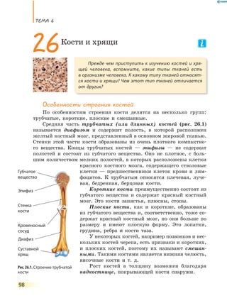 ТеМа 6
98
Особенности строения костей
По особенностям строения кости делятся на несколько групп:
трубчатые, короткие, плоские и смешанные.
Средняя часть трубчатых (или длинных) костей (рис. 26.1)
называется диафизом и содержит полость, в которой расположен
желтый костный мозг, представленный в основном жировой тканью.
Стенки этой части кости образованы из очень плотного компактно-
го вещества. Концы трубчатых костей — эпифизы — не содержат
полостей и состоят из губчатого вещества. Оно не плотное, с боль-
шим количеством мелких полостей, в которых расположены клетки
красного костного мозга, содержащего стволовые
клетки — предшественники клеток крови и лим-
фоцитов. К трубчатым относятся плечевая, луче-
вая, бедренная, берцовая кости.
Короткие кости преимущественно состоят из
губчатого вещества и содержат красный костный
мозг. Это кости запястья, плюсны, стопы.
Плоские кости, как и короткие, образованы
из губчатого вещества и, соответственно, тоже со-
держат красный костный мозг, но они больше по
размеру и имеют плоскую форму. Это лопатки,
грудина, ребра и кости таза.
У некоторых костей, например позвонков и нес-
кольких костей черепа, есть признаки и коротких,
и плоских костей, поэтому их называют смешан-
ными. Такими костями является нижняя челюсть,
височные кости и т. д.
Рост костей в толщину возможен благодаря
надкостнице, покрывающей кости снаружи.
Прежде чем приступить к изучению костей и хря-
щей человека, вспомните, какие типы тканей есть
в организме человека. К какому типу тканей относят-
ся кости и хрящи? Чем этот тип тканей отличается
от других?
26Кости и хрящи
Рис. 26.1. Строение трубчатой
кости
Губчатое
вещество
Кровеносный
сосуд
Стенка
кости
Эпифиз
Суставной
хрящ
Диафиз
 