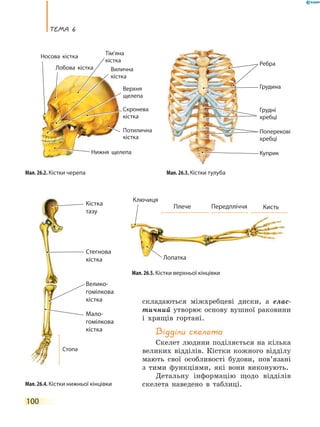 теМа 6
100
складаються міжхребцеві диски, а елас-
тичний утворює основу вушної раковини
і хрящів гортані.
Відділи скелета
Скелет людини поділяється на кілька
великих відділів. Кістки кожного відділу
мають свої особливості будови, пов’язані
з тими функціями, які вони виконують.
Детальну інформацію щодо відділів
скелета наведено в таблиці.
Мал. 26.2. Кістки черепа
Потилична
кістка
Лобова кістка
Тім’яна
кістка
Скронева
кістка
Вилична
кістка
Носова кістка
Верхня
щелепа
Нижня щелепа
кістка
кістка
Мал. 26.3. Кістки тулуба
Ребра
Грудина
Грудні
хребці
Поперекові
хребці
Куприк
Мал. 26.4. Кістки нижньої кінцівки
Мал. 26.5. Кістки верхньої кінцівки
Кістка
тазу
Стегнова
кістка
Мало-
гомілкова
кістка
Велико-
гомілкова
кістка
Стопа
Лопатка
Ключиця
Плече Передпліччя Кисть
 