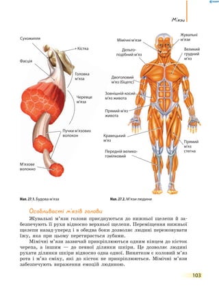 103
М’язи
Особливості м’язів голови
Жувальні м’язи голови приєднуються до нижньої щелепи й за-
безпечують її рухи відносно верхньої щелепи. Переміщення нижньої
щелепи назад-уперед і в обидва боки дозволяє людині пережовувати
їжу, яка при цьому перетирається зубами.
Мімічні м’язи зазвичай прикріплюються одним кінцем до кісток
черепа, а іншим — до певної ділянки шкіри. Це дозволяє людині
рухати ділянки шкіри відносно одна одної. Винятком є коловий м’яз
рота і м’яз сміху, які до кісток не прикріплюються. Мімічні м’язи
забезпечують вираження емоцій людиною.
Мал. 27.1. Будова м’яза Мал. 27.2. М’язи людини
Передній велико-
гомілковий
Дельто-
подібний м’яз
Мімічні м’язи
Жувальні
м’язи
Двоголовий
м'яз (біцепс)м'яз (біцепс)
Прямий м'яз
живота
Кравецький
м'яз
Зовнішній косий
м'яз живота
Прямий
м'яз
стегна
Великий
грудний
м’яз
Кістка
Сухожилля
Фасція
Головка
м’яза
Черевце
м’яза
Пучки м’язових
волокон
М’язове
волокно
 