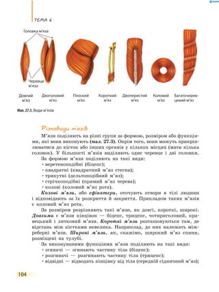 теМа 6
104
Різновиди м’язів
М’язи поділяють на різні групи за формою, розміром або функція-
ми, які вони виконують (мал. 27.3). Окрім того, вони можуть прикріп-
люватися до кісток або інших органів у кількох місцях (мати кілька
головок). У більшості м’язів виділяють одне черевце і дві головки.
За формою м’язи поділяють на такі види:
•веретеноподібні (біцепс);
•квадратні (квадратний м’яз стегна);
•трикутні (дельтоподібний м’яз);
•стрічкоподібні (прямий м’яз черева);
•колові (коловий м’яз рота).
Колові м’язи, або сфінктери, оточують отвори в тілі людини
і відповідають за їх розкриття й закриття. Прикладом таких м’язів
є коловий м’яз рота.
За розміром розрізняють такі м’язи, як довгі, короткі, широкі.
Довгими є м’язи кінцівок — біцепс, трицепс, чотириголовий, кра-
вецький і литковий м’язи. Короткі м’язи розташовуються там, де
відстань між кістками невелика. Наприклад, до них належать між-
реберні м’язи. Широкі м’язи, як, скажімо, широкий м’яз спини,
розміщені на тулубі.
За виконуваними функціями м’язи поділяють на такі види:
•згиначі — згинають частину тіла (біцепс);
•розгиначі — розгинають частину тіла (трицепс);
•відвідні — відводять кінцівку від тіла (середній сідничний м’яз);
Довгий
м'яз
Двоголовий
м'яз
Плоский
м'яз
Короткий
м'яз
Двоперистий
м'яз
Коловий
м'яз
Багаточерев-
цевий м'яз
Мал. 27.3. Види м’язів
Головка м’яза
Черевце
м’яза
 