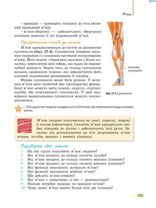 105
М’язи
•привідні — приводять кінцівку до тіла (вели-
кий привідний м’яз);
•м’язи-обертачі — забезпечують обертання
кінцівки навколо її осі (кравецький м’яз).
прикріплення м’язів до кісток
М’язи прикріплюються до кісток за допомогою
сухожилля (мал. 27.4). Сухожилля утворене щіль-
ною тканиною і є кінцевою частиною посмугованих
м’язів. Його основу становлять волокна з білка ко-
лагену, переплетені між собою, що надає їм надзви-
чайної міцності. Окрім того, до складу сухожилля
входять кровоносні судини, які забезпечують його
клітини поживними речовинами й киснем.
Форма сухожилля може бути різною. У вели-
ких м’язів воно зазвичай має циліндричну форму.
Інші м’язи можуть мати плоскі, округлі, стрічко-
подібні або пластинчасті сухожилля. У разі над-
мірного навантаження сухожилля можуть пошко-
джуватися.
• Тіло дорослої людини складається із 639 м’язів. Це приблизно 6 млрд м’язових
клітин.
М’язи людини поділяються на довгі, короткі, широкі
й колові (сфінктери). Скелетні м’язи прикріплені сво-
їми кінцями до кісток і забезпечують їхні рухи. За-
лежно від розташування на тілі розрізняють м’язи
голови, тулуба, верхніх і нижніх кінцівок.
перевірте свої знання
1. На які групи поділяють м’язи людини?
2. Які м’язи входять до складу скелета тулуба?
3. Які м’язи входять до складу скелета верхніх кінцівок?
4. Які м’язи входять до складу скелета нижніх кінцівок?
5. Які функції виконують жувальні м’язи?
6. Які функції виконують мімічні м’язи?
7. Що роблять м’язи-згиначі?
8. Які м’язи є згиначами, а які — розгиначами?
9. Навіщо потрібні відвідні та привідні м’язи?
10*. Чому деякі м’язи мають більш ніж дві головки?
Мал. 27.4. Сухожилля
Ахіллове
сухожилля
 