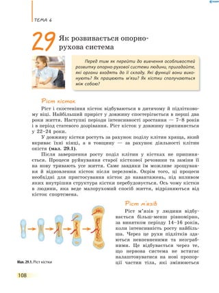 теМа 6
108
Ріст кісток
Ріст і скостеніння кісток відбуваються в дитячому й підлітково-
му віці. Найбільший приріст у довжину спостерігається в перші два
роки життя. Наступні періоди інтенсивності зростання — 7–8 років
і в період статевого дозрівання. Ріст кісток у довжину припиняється
у 22–24 роки.
У довжину кістки ростуть за рахунок поділу клітин хряща, який
вкриває їхні кінці, а в товщину — за рахунок діяльності клітин
окістя (мал. 29.1).
Після завершення росту поділ клітин у кістках не припиня-
ється. Процеси руйнування старої кісткової речовини та заміни її
на нову тривають усе життя. Саме завдяки їм можливе зрощуван-
ня й відновлення кісток після переломів. Окрім того, ці процеси
необхідні для пристосування кісток до навантажень, під впливом
яких внутрішня структура кістки перебудовується. Ось чому кістки
в людини, яка веде малорухомий спосіб життя, відрізняються від
кісток спортсмена.
Ріст м’язів
Ріст м’язів у людини відбу-
вається більш-менш рівномірно,
за винятком періоду 14–16 років,
коли інтенсивність росту найбіль-
ша. Через це рухи підлітків зда-
ються невпевненими та незграб-
ними. Це відбувається через те,
що нервова система не встигає
налаштовуватися на нові пропор-
ції частин тіла, які змінюються
Перед тим як перейти до вивчення особливостей
розвитку опорно-рухової системи людини, пригадайте,
які органи входять до її складу. Які функції вони вико-
нують? Як працюють м’язи? Як кістки сполучаються
між собою?
29Як розвивається опорно-
рухова система
Мал. 29.1. Ріст кістки
 