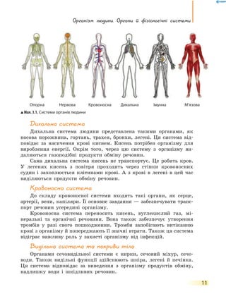 Організм людини. Органи  й  фізіологічні  системи
11
Дихальна система
Дихальна система людини представлена такими органами, як
носова порожнина, гортань, трахея, бронхи, легені. Ця система від-
повідає за насичення крові киснем. Кисень потрібен організму для
вироблення енергії. Окрім того, через цю систему з організму ви-
даляються газоподібні продукти обміну речовин.
Сама дихальна система кисень не транспортує. Це робить кров.
У легенях кисень з повітря проходить через стінки кровоносних
судин і захоплюється клітинами крові. А з крові в легені в цей час
виділяються продукти обміну речовин.
Кровоносна система
До складу кровоносної системи входять такі органи, як серце,
артерії, вени, капіляри. Її основне завдання — забезпечувати транс­
порт речовин усередині організму.
Кровоносна система переносить кисень, вуглекислий газ, мі-
неральні та органічні речовини. Вона також забезпечує утворення
тромбів у разі свого пошкодження. Тромби запобігають витіканню
крові з організму й попереджають її значні втрати. Також ця система
відіграє важливу роль у захисті організму від інфекцій.
Видільна система та покриви тіла
Органами сечовидільної системи є нирки, сечовий міхур, сечо-
води. Також видільні функції здійснюють шкіра, легені й печінка.
Ця система відповідає за виведення з організму продуктів обміну,
надлишку води і шкідливих речовин.
Мал. 3.1. Системи органів людини
Опорна Нервова Кровоносна Дихальна Імунна М’язова
 