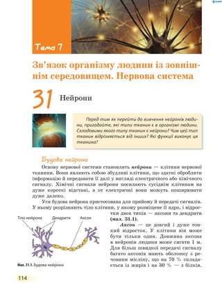 114
Будова нейрона
Основу нервової системи становлять нейрони — клітини нервової
тканини. Вони являють собою збудливі клітини, що здатні обробляти
інформацію й передавати її далі у вигляді електричного або хімічного
сигналу. Хімічні сигнали нейрони посилають сусіднім клітинам на
дуже короткі відстані, а от електричні вони можуть поширювати
дуже далеко.
Уся будова нейрона пристосована для прийому й передачі сигналів.
У ньому розрізняють тіло клітини, у якому розміщене її ядро, і відрос-
тки двох типів — аксони та дендрити
(мал. 31.1).
Аксон — це довгий і дуже тон-
кий відросток. У клітини він може
бути тільки один. Довжина аксона
в нейронів людини може сягати 1 м.
Для більш швидкої передачі сигналу
багато аксонів мають оболонку з ре-
човини мієліну, що на 70 % склада-
ється із жирів і на 30 % — з білків.
Перед тим як перейти до вивчення нейронів люди-
ни, пригадайте, які типи тканин є в організмі людини.
Складовими якого типу тканин є нейрони? Чим цей тип
тканин відрізняється від інших? Які функції виконує ця
тканина?
31Нейрони
Тема 7
Зв’язок організму людини із зовніш-
нім середовищем. Нервова система
Мал. 31.1. Будова нейрона
Тіло нейрона АксонДендритиТіло нейрона
 
