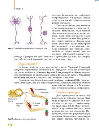 теМа 7
116
ділення ферментів, які руйнують
нейромедіатор. Чи пройде сигнал
далі, залежить від співвідношення
різних сигналів.
Така можливість регулювання
дуже важлива навіть у простих си-
туаціях. Наприклад, коли людина
збирається переходити вулицю, не-
йрон, який подає сигнал на м’язи
ніг, повинен отримати інформацію
від інших нейронів. Зорова зона
кори розпізнає колір світлофора
(на червоний іти не можна), слу-
хова сповіщає про сигнали авто-
мобілів та голоси людей, пам’ять
підказує найкращий маршрут пе-
реходу. Сумарна дія цих сигналів і приводить до того, що нейрон
дає (або не дає) нервовий імпульс для початку руху.
Види нейронів
Нейрони поділяють на три великі групи. Чутливі (сенсорні)
нейрони сприймають збудження та передають його від рецепторів
до інших нейронів. Моторні (рухові й секреторні) нейрони переда-
ють інформацію до виконавчих органів (м’язів або залоз). Проміжні
(вставні) нейрони з’єднують одні нейрони з іншими.
Розрізняють нейрони й за кількістю відростків (мал. 31.3). Вони мо-
жуть мати один, два або багато відростків. Більшість нейронів людини
мають багато відростків. Їх назива-
ють мультиполярними нейронами.
Рефлекторна дуга
Для проведення сигналів від
рецептора до робочого органа різні
типи нейронів об’єднуються в спе-
ціальну структуру — рефлектор-
ну дугу (мал. 31.4). Вона почина-
ється із чутливого нейрона, який
передає сигнал від рецептора. На-
приклад, тепловий рецептор шкіри
сприйняв підвищення температури
від вогню свічки. Чутливий не-
Мал. 31.3. Нейрони з різною кількістю відростків
Мал. 31.4. Схема рефлекторної дуги
Робочий
орган
Рецептор
Чутливий нерв
Нервовий
центр
Руховий
нерв
Нервовий
 