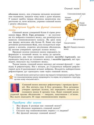 спинний мозок
121
оболонка мозку, яка утворена щільною волокнис-
тою тканиною, завдяки чому вона є дуже міцною.
У каналі хребта тверда оболонка закріплена від-
ростками та, наче мішком, укриває спинний мозок
і решту оболонок.
Внутрішня будова та функції спинного
мозку
Спинний мозок утворений білою й сірою речо-
виною (мал. 33.1). Сіра речовина — це скупчен-
ня тіл нейронів спинного мозку, що розміщується
навколо спинномозкового каналу. На зрізі вона
має форму метелика або букви Н. Зовні від сірої
речовини розташована біла, яка складається пере-
важно з аксонів, укритих мієліновою оболонкою.
Ці аксони утворюють провідні шляхи мозку.
Провідні шляхи спинного мозку передають ін-
формацію в головний мозок та назад до органів.
Розрізняють два типи провідних шляхів: висхідні (чутливі), що
проводять імпульси до головного мозку, і низхідні (рухові), які про-
водять імпульси від головного мозку.
Таким чином, спинний мозок виконує дві основні функції — про-
відну й рефлекторну. Він є місцем, де з’єднуються нейрони рефлек-
торної дуги й розташовані вставні нейрони. Більшість найпростіших
рефлекторних дуг проходять саме через спинний мозок.
• Спинний мозок закінчується нижче від першого поперекового хребця. Проте
по спинномозковому каналу продовжують іти нерви, які утворюють структуру,
що має назву «кінський хвіст».
Спинний мозок виконує рефлекторну і провідну функ-
ції. Він містить сіру й білу речовину. Біла речовина
утворює провідні шляхи, які передають сигнали до
головного мозку й органів тіла. Зовні спинний мозок
укритий трьома оболонками — твердою, павутинною і м’якою.
Від нього відходить 31 пара спинномозкових нервів.
перевірте свої знання
1. Яку форму й розміри має спинний мозок?
2. Які оболонки вкривають спинний мозок?
3. Скільки пар спинномозкових нервів є в людини?
4*. Які функції виконує спинний мозок?
Мал. 33.1. Переріз спинного
мозку
Сіра речовина
Біла речовина
Чутливі
нейрони
Спинномозковий нерв
Рухові
нейронинейрони
Спинномозковий нерв
 