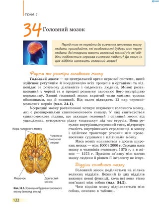 теМа 7
122
Форма та розміри головного мозку
Головний мозок — це центральний орган нервової системи, який
здійснює регуляцію й координацію всіх процесів в організмі та від-
повідає за розумову діяльність і свідомість людини. Мозок розта-
шований у черепі та в процесі розвитку заповнює його внутрішню
порожнину. Ззовні головний мозок вкритий тими самими трьома
оболонками, що й спинний. Від нього відходять 12 пар черепно-
мозкових нервів (мал. 34.1).
Усередині мозку розташовані чотири шлуночки головного мозку,
які є розширеннями спинномозкового каналу. У них синтезується
спинномозкова рідина, що захищає головний і спинний мозок від
ушкоджень, створюючи рідку «подушку» під час струсів. Вона ре-
гулює внутрішньочерепний тиск, підтримує
сталість внутрішнього середовища в мозку
і здійснює транспорт речовин між крово-
носними судинами і клітинами мозку.
Маса мозку коливається в досить широ-
ких межах — між 1000 і 2000 г. Середня маса
мозку в чоловіків становить 1375 г, а в жі-
нок — 1275 г. Прямого зв’язку між масою
мозку людини й рівнем її інтелекту не існує.
Відділи головного мозку
Головний мозок поділяється на кілька
великих відділів. Кожний із цих відділів
виконує певні функції, хоча всі вони тісно
пов’язані між собою (мал. 34.2).
Чим відділи мозку відрізняються між
собою, описано в таблиці.
Перед тим як перейти до вивчення головного мозку
людини, пригадайте, які особливості будови має череп
людини. Які тварини мають головний мозок? На які від-
діли поділяється нервова система людини? До якого із
цих відділів належить головний мозок?
34Головний мозок
Мал. 34.1. Зовнішня будова головного
мозку (вигляд знизу)
Мозочок
Кора головного мозку
Черепно-
мозкові
нерви
Довгастий
мозок
Кора головного мозкуКора головного мозкуКора головного мозкуКора головного мозку
 