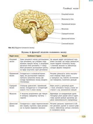 123
Головний мозок
Будова й функції відділів головного мозку
Відділ мозку Особливості будови Функції
Кінцевий
мозок
Зовні кінцевого мозку розташована
сіра речовина, що утворює кору
великих півкуль мозку, а всередині
міститься біла речовина. У товщі
білої речовини розташовані декіль-
ка ядер (скупчень сірої речовини)
Це вищий відділ центральної нер-
вової системи, що керує діяльністю
інших відділів головного мозку
і спинним мозком та забезпечує
складні форми поведінки
Проміжний
мозок
Складається зі взаємозв’язаних
ядер, які розташовані навколо
третього шлуночка мозку. До
складу проміжного мозку входить
гіпоталамус
Регулює діяльність залоз внутріш-
ньої секреції, бере участь
у процесах сну, пам’яті, інстинктив-
ної поведінки, психічних реакцій
Середній
мозок
Сполучає довгастий і проміжний
мозок. Складається із чотиригорб-
кового тіла й ніжок мозку
Бере участь у регуляції рухів
і  пози, м’язового тонусу, станів не-
спання і сну, виникнення емоцій
Мозочок У мозочку розрізняють дві півкулі
й непарну серединну частину  —
черв’як
Відповідає за координацію рухів.
Погоджує різні рухові акти й адап-
товує рухові реакції організму до
умов навколишнього середовища
Довгастий
мозок
Складається з ядер черепно-мозко-
вих нервів, скупчень сірої речови-
ни та пучків нервових волокон
Регулює дихання, травлення й об-
мін речовин, рухові та захисні реф-
лекси. Забезпечує зв’язок спинного
й головного мозку
Мал. 34.2. Відділи головного мозку
Мозолисте тіло
Кінцевий мозок
Проміжний мозок
Середній мозок
Довгастий мозок
Мозочок
Спинний мозок
 