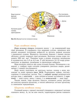 теМа 7
124
Кора головного мозку
Кора великих півкуль головного мозку — це поверхневий шар
сірої речовини. Її утворюють тіла нервових клітин, проміжки між
якими заповнені клітинами нейроглії та містять нервові волокна
і кровоносні судини. Наявність численних борозен і звивин значно
збільшує площу поверхні сірої речовини. Загальна площа кори ста-
новить 220 тис. мм2
. Товщина кори в різних ділянках неоднакова
й коливається від 1,3 до 4,5 мм. У ній міститься 14–15 млрд різно-
манітних за формою, розмірами та функціями нейронів.
Кора великих півкуль має дуже складну будову. Починаючи з по-
верхні, у глибину кори клітини утворюють декілька шарів, розмі-
щених у певній послідовності.
Кору мозку поділяють на декілька часток, кожна з яких від-
повідає за певні процеси (мал. 34.3). Розрізняють лобову, тім’яну,
скроневу й потиличну частки. Так, у лобовій частці розміщується
рухова зона, у тім’яній — зона шкірно-м’язової чутливості, у скро-
невій — зона слуху, нюху і смаку, а в потиличній — зона зору.
Таким чином, кора великих півкуль головного мозку регулює
всі життєві процеси організму, а також забезпечує зв’язок організму
із зовнішнім середовищем.
Шлуночки головного мозку
Головний мозок у процесі еволюції утворився з передньої частини
спинного мозку. А, як ви вже знаєте, характерною рисою спинного
Мовлення
Зір
Слух
Дотик
Вищі психічні
функції,
інтелект
Контроль рухів
голови,
орієнтування
Рух (контроль
довільних рухів)
Мал. 34.3. Функції часток головного мозку
 