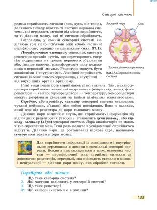 сенсорні системи
133
редньо сприймають сигнали (око, вухо, ніс тощо),
до їхнього складу входять ті частини нервової сис-
теми, які передають сигнали від місця сприйняття,
та ті ділянки мозку, які ці сигнали обробляють.
Відповідно, у кожній сенсорній системі ви-
діляють три тісно пов’язані між собою частини:
периферичну, середню та центральну (мал. 37.1).
Периферичною частиною сенсорних систем є
рецептори органів чуттів, що перетворюють енер-
гію подразника на процес нервового збудження
або, інакше кажучи, трансформують силу подраз-
ника в нервовий імпульс. Рецептори можуть бути
зовнішніми і внутрішніми. Зовнішні сприймають
сигнали із зовнішнього середовища, а внутрішні —
від внутрішніх органів організму.
Різні види рецепторів сприймають різні сигнали. Так, механоре-
цептори сприймають механічні подразнення (наприклад, тиск), фото-
рецептори — світло, терморецептори — температуру, хеморецептори
можуть розрізняти речовини за їхніми хімічними властивостями.
Середню, або провідну, частину сенсорної системи становлять
чутливі нейрони, з’єднані між собою послідовно. Вони є шляхом,
який веде від рецептора до кори головного мозку.
Ділянки кори великих півкуль, які сприймають інформацію від
відповідних рецепторних утворень, становлять центральну, або кір-
кову, частину (ядро) сенсорної системи. Ядра аналізаторів не мають
чітко окреслених меж. Їхня роль полягає в усвідомленні сприйнятого
відчуття. Ділянки кори, де розташовані кіркові ядра, називають
сенсорними зонами кори мозку.
Для сприйняття інформації із зовнішнього і внутріш-
нього середовища в людини є спеціальні сенсорні сис-
теми. Кожна з них складається з трьох основних час-
тин — периферичної, яка сприймає сигнали за
допомогою рецепторів, середньої, яка проводить сигнали в мозок,
і центральної — ділянки кори мозку, яка обробляє сигнали.
перевірте свої знання
1. Що таке сенсорна система?
2. Які частини виділяють у сенсорній системі?
3. Що таке рецептор?
4*. Які сенсорні системи є в людини?
Мал. 37.1. Зорова сенсорна
система
ОкоЗоровий нерв
Зорова ділянка кори мозку
Зоровий нерв
 