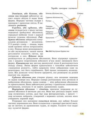 Зорова сенсорна система
135
Зовнішня, або білкова, обо-
лонка ока (склера) забезпечує за-
хист очного яблука й надає йому
форми. Передня частина склери є
прозорою і пропускає світло. Її на-
зивають рогівкою.
Середня, або судинна, обо-
лонка складається з трьох частин:
передньої (райдужна оболонка),
середньої (війкове тіло) і задньої
(власне судинна оболонка). Рай-
дужна оболонка забарвлена спеці-
альною речовиною — меланіном.
У її центрі є отвір — зіниця, через
який промені світла потрапляють
в око. Зіниця може розширювати-
ся або звужуватися, таким чином
регулюючи кількість світла, що
потрапляє в око. Війкове тіло
розміщується за райдужною оболонкою. Воно підтримує кришта-
лик і завдяки скороченням війкового м’яза може змінювати його
форму. Кришталик має вигляд двоопуклої лінзи й розташовується
позаду зіниці. Зміна форми кришталика є способом забезпечити
«наведення різкості», тобто одержати чітке зображення саме на
рецепторах, які його сприймають. Цей процес називають акомода-
цією. Він дозволяє чітко бачити предмети, які розміщені на різній
відстані від людини.
Судинна оболонка ока утворює рідину, яка заповнює передню
та задню камери ока. Передня камера розташована між рогівкою й
райдужною оболонкою, задня камера — між райдужною оболонкою
та кришталиком. Вони забезпечують рогівку і кришталик поживними
речовинами, оскільки ті не мають кровоносних судин.
Внутрішня оболонка — сітківка, прилягає зсередини до су-
динної оболонки й вистилає дно ока. Вона має декілька шарів: зовні
шар пігментних клітин, далі йде шар фоторецепторів, і врешті —
шар вставних нейронів, утворений з нервових клітин, аксони яких
утворюють зоровий нерв.
Усередині око заповнене склистим тілом, яке займає більшу
частину порожнини ока. Воно складається з прозорої драглистої маси,
що не містить ні кровоносних судин, ні нервів. Склисте тіло надає
оку кулястої форми.
Мал. 38.2. Внутрішня будова ока
Білкова оболонка ока
Судинна оболонка ока
Рогівка
Райдужна
оболонка
Передня
камера ока
Кришталик
Склисте тіло
Сітківка
Сліпа пляма Жовта пляма
Судинна оболонка ока
камера ока
Сліпа пляма Жовта пляма
камера окакамера ока
 