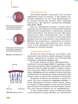 теМа 8
136
акомодація ока
Ми бачимо предмет у результаті того, що його
зображення падає на сітківку. У разі різного від-
далення предметів від ока точне фокусування їх
на сітківці досягається шляхом зміни кривизни
кришталика. Ця здатність називається акомода-
цією (мал. 38.3).
Під час переведення погляду з далеко розта-
шованих від ока предметів на розташовані близько
війковий м’яз скорочується, і кришталик, завдяки
своїй еластичності, стає більш опуклим. При цьому
збільшується його заломлювальна сила й зобра-
ження фокусується на сітківці. У разі віддалення
предмета від ока напруження м’яза зменшується.
Війкове тіло натягується, і кришталик стає більш
плоским. Від цього заломлювальна сила зменшу-
ється, і чітко видимими стають предмети, які роз-
ташовані на далекій відстані.
сприйняття світла
До того як світло потрапить на сітківку, воно
проходить через рогівку, рідину передньої камери,
зіницю, кришталик та склисте тіло. Ці структури
утворюють оптичний апарат ока.
У сітківці людини містяться фоторецептори —
колбочки й палички (мал. 38.4). У паличках є зоро-
вий пігмент родопсин. Вони сприймають весь спектр
видимого світла й добре працюють в умовах сутінко-
вого освітлення. Проте кольори палички не розріз-
няють. Колбочки містять зоровий пігмент йодопсин
і забезпечують колірний зір. Однак працювати вони
можуть лише за умов досить яскравого освітлення.
Більшість колбочок розташовані в центрі сіт-
ківки. Це місце називається жовтою плямою і є
зоною найкращого бачення. Окрім жовтої плями,
на сітківці є сліпа пляма, що має вигляд білуватої
круглої цятки й позбавлена світлочутливих елемен-
тів, тому світлові промені тут не сприймаються.
У разі потрапляння світла на фоторецептори
в них виникають складні процеси, які зумовлюють
Форма кришталика під час
розглядання предметів,
які розташовані далеко
Форма кришталика під час
розглядання предметів,
які розташовані близько
Мал. 38.3. Акомодація ока
Мал. 38.4. Будова сітківки
Палички
Епітелій
Колбочки
 