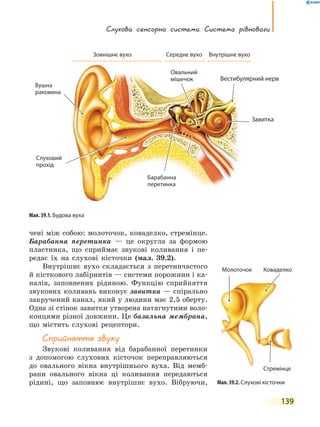 139
слухова сенсорна система. система рівноваги
чені між собою: молоточок, коваделко, стремінце.
Барабанна перетинка — це округла за формою
пластинка, що сприймає звукові коливання і пе-
редає їх на слухові кісточки (мал. 39.2).
Внутрішнє вухо складається з перетинчастого
й кісткового лабіринтів — системи порожнин і ка-
налів, заповнених рідиною. Функцію сприйняття
звукових коливань виконує завитка — спірально
закручений канал, який у людини має 2,5 оберту.
Одна зі стінок завитки утворена натягнутими воло-
концями різної довжини. Це базальна мембрана,
що містить слухові рецептори.
сприйняття звуку
Звукові коливання від барабанної перетинки
з допомогою слухових кісточок переправляються
до овального вікна внутрішнього вуха. Від мемб-
рани овального вікна ці коливання передаються
рідині, що заповнює внутрішнє вухо. Вібруючи, Мал. 39.2. Слухові кісточки
Стремінце
КоваделкоМолоточок
Мал. 39.1. Будова вуха
Зовнішнє вухо Середнє вухо Внутрішнє вухо
Овальний
мішечок Вестибулярний нерв
Завитка
Барабанна
перетинка
Вушна
раковина
Слуховий
прохід
 