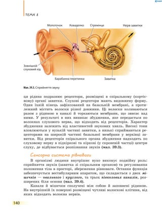 теМа 8
140
ця рідина подразнює рецептори, розміщені в спіральному (кортіє-
вому) органі завитки. Слухові рецептори мають видовжену форму.
Один їхній кінець зафіксований на базальній мембрані, а проти-
лежний містить волоски різної довжини. Ці волоски коливаються
разом з рідиною в каналі й торкаються мембрани, що звисає над
ними. У результаті в них виникає збудження, яке передається по
волокнах слухового нерва, що відходить від рецепторів. Характер
збудження залежить від властивостей звукових хвиль. Високі тони
вловлюються у вузькій частині завитки, а низькі сприймаються ре-
цепторами на широкій частині базальної мембрани у верхівці за-
витки. Від рецепторів спірального органа збудження надходить по
слуховому нерву в підкіркові та кіркові (у скроневій частці) центри
слуху, де відбувається розпізнання звуків (мал. 39.3).
сенсорна система рівноваги
В організмі людини внутрішнє вухо виконує подвійну роль:
сприйняття звуків (завитка зі спіральним органом) та регулювання
положення тіла в просторі, збереження рівноваги. Остання функція
забезпечується вестибулярним апаратом, що складається з двох мі-
шечків — овального і круглого, та трьох півколових каналів, роз-
ширених біля основи (мал. 39.4).
Канали й мішечки сполучені між собою й заповнені рідиною.
На внутрішній їх поверхні розміщені чутливі волоскові клітини, від
яких відходять волокна нервів.
Мал. 39.3. Сприйняття звуку
Зовнішній
слуховий хід
Завитка
Стремінце Нерв завиткиКоваделкоМолоточок
Барабанна перетинка
 
