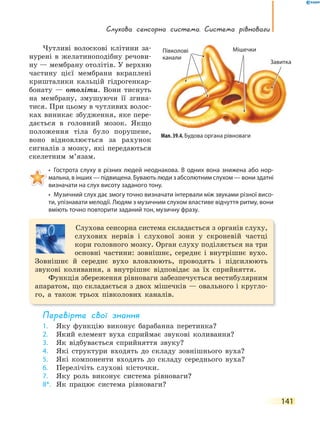 141
слухова сенсорна система. система рівноваги
Чутливі волоскові клітини за-
нурені в желатиноподібну речови-
ну — мембрану отолітів. У верхню
частину цієї мембрани вкраплені
кришталики кальцій гідрогенкар-
бонату — отоліти. Вони тиснуть
на мембрану, змушуючи її згина-
тися. При цьому в чутливих волос-
ках виникає збудження, яке пере-
дається в головний мозок. Якщо
положення тіла було порушене,
воно відновлюється за рахунок
сигналів з мозку, які передаються
скелетним м’язам.
• Гострота слуху в різних людей неоднакова. В одних вона знижена або нор-
мальна, в інших — підвищена. Бувають люди з абсолютним слухом — вони здатні
визначати на слух висоту заданого тону.
• Музичний слух дає змогу точно визначати інтервали між звуками різної висо-
ти, упізнавати мелодії. Людям з музичним слухом властиве відчуття ритму, вони
вміють точно повторити заданий тон, музичну фразу.
Слухова сенсорна система складається з органів слуху,
слухових нервів і слухової зони у скроневій частці
кори головного мозку. Орган слуху поділяється на три
основні частини: зовнішнє, середнє і внутрішнє вухо.
Зовнішнє й середнє вухо вловлюють, проводять і підсилюють
звукові коливання, а внутрішнє відповідає за їх сприйняття.
Функція збереження рівноваги забезпечується вестибулярним
апаратом, що складається з двох мішечків — овального і кругло-
го, а також трьох півколових каналів.
перевірте свої знання
1. Яку функцію виконує барабанна перетинка?
2. Який елемент вуха сприймає звукові коливання?
3. Як відбувається сприйняття звуку?
4. Які структури входять до складу зовнішнього вуха?
5. Які компоненти входять до складу середнього вуха?
6. Перелічіть слухові кісточки.
7. Яку роль виконує система рівноваги?
8*. Як працює система рівноваги?
Мал. 39.4. Будова органа рівноваги
Завитка
МішечкиПівколові
канали
 