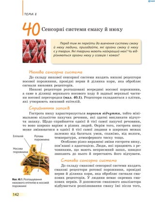 теМа 8
142
Нюхова сенсорна система
До складу нюхової сенсорної системи входять нюхові рецептори
носової порожнини, провідні нерви й ділянка кори, яка обробляє
сигнали нюхових рецепторів.
Нюхові рецептори розташовані всередині носової порожнини,
а саме в ділянці верхнього носового ходу й задньої верхньої части-
ни носової перегородки (мал. 40.1). Рецептори складаються з клітин,
які утворюють нюховий епітелій.
сприйняття запахів
Гострота нюху характеризується порогом відчуття, тобто міні-
мальною кількістю пахучих речовин, які здатні викликати відчут-
тя запаху. Щодо сприйняття однієї й тієї самої пахучої речовини,
то воно широко варіює в різних людей. Окрім того, гострота нюху
може змінюватися в однієї й тієї самої людини в широких межах
залежно від багатьох умов, скажімо, від вологи,
температури, атмосферного тиску тощо.
Особливо різко виражені зміни гостроти нюху,
пов’язані з адаптацією. Люди, які працюють з ре-
човинами, що мають неприємний запах, швидко
звикають до нього й перестають його відчувати.
смакова сенсорна система
До складу смакової сенсорної системи входять
смакові рецептори ротової порожнини, провідні
нерви й ділянка кори, яка обробляє сигнали сма-
кових рецепторів. У людини немає окремих сма-
кових нервів. З допомогою смакового аналізатора
відбувається розпізнавання смаку їжі після того,
Перед тим як перейти до вивчення системи смаку
й нюху людини, пригадайте, які органи смаку й нюху
є у тварин. Які тварини мають найкращий нюх? Чи від-
різняються органи нюху у ссавців і комах?
40Сенсорні системи смаку й нюху
Мал. 40.1. Розташування
нюхового епітелію в носовій
порожнині
Епітелій
Носова
порожнина
Ротова
порожнина
порожнина
порожнина
 