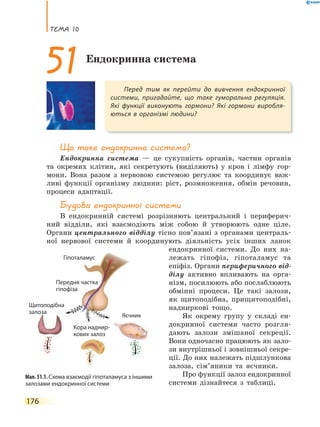 теМа 10
176
Що таке ендокринна система?
Ендокринна система — це сукупність органів, частин органів
та окремих клітин, які секретують (виділяють) у кров і лімфу гор-
мони. Вона разом з нервовою системою регулює та координує важ-
ливі функції організму людини: ріст, розмноження, обмін речовин,
процеси адаптації.
Будова ендокринної системи
В ендокринній системі розрізняють центральний і периферич-
ний відділи, які взаємодіють між собою й утворюють одне ціле.
Органи центрального відділу тісно пов’язані з органами централь-
ної нервової системи й координують діяльність усіх інших ланок
ендокринної системи. До них на-
лежать гіпофіз, гіпоталамус та
епіфіз. Органи периферичного від-
ділу активно впливають на орга-
нізм, посилюють або послаблюють
обмінні процеси. Це такі залози,
як щитоподібна, прищитоподібні,
надниркові тощо.
Як окрему групу у складі ен-
докринної системи часто розгля-
дають залози змішаної секреції.
Вони одночасно працюють як зало-
зи внутрішньої і зовнішньої секре-
ції. До них належать підшлункова
залоза, сім’яники та яєчники.
Про функції залоз ендокринної
системи дізнайтеся з таблиці.
Перед тим як перейти до вивчення ендокринної
системи, пригадайте, що таке гуморальна регуляція.
Які функції виконують гормони? Які гормони виробля-
ються в організмі людини?
51Ендокринна система
Мал. 51.1. Схема взаємодії гіпоталамуса з іншими
залозами ендокринної системи
Гіпоталамус
Передня частка
гіпофіза
Щитоподібна
залоза
Яєчник
Кора наднир-
кових залоз
 