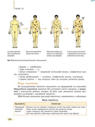 теМа 10
184
•форма — амебоїдна;
•ядро клітини — є;
•місце утворення — червоний кістковий мозок, лімфатичні вуз-
ли, селезінка;
•місце руйнування — печінка, лімфатичні вузли, селезінка;
•термін життя — від кількох днів до кількох десятків років.
Види імунітету
За походженням імунітет поділяють на природний та штучний.
Природний імунітет виникає без активної участі людини, а штуч-
ний є наслідком роботи лікарів. В обох цих випадках можна роз-
різняти активний і пасивний імунітет.
Щоб більше дізнатися про види імунітету, ознайомтеся з таблицею.
Види імунітету
Вид імунітету Стислий опис
Природний
пасивний
імунітет
Виникає під час передачі утворених антитіл від однієї людини до іншої.
Таким чином передаються антитіла від матері до плода
(через плаценту) або немовляти (через молозиво).
Цей вид імунітету забезпечує короткочасний захист від інфекції
Мал. 53.4. Штучний активний імунітет (вакцинація)
Ін’єкція мертвих
або ослаблених
мікробів
Організм виробляє
захисні антитіла
Організм набув чут-
ливості та сприйнят-
ливості до мікроба
У разі нового контакту
з мікробом антитіла ви-
робляються миттєво
 