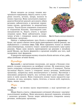 Їжа та її компоненти
19
Білки входять до складу тканин вну-
трішнього середовища, беруть участь в утво-
ренні скелета, зв’язок, шкіри, волосся та
інших структур. Вони каталізують (приско-
рюють) біохімічні реакції; регулюють обмін
речовин; забезпечують в організмі перене-
сення кисню, органічних та неорганічних
сполук. Також білки утворюють комплекси
зі сторонніми білками, інактивуючи (зне-
шкоджуючи) їх, беруть участь у процесі
зсідання крові. Вони забезпечують скоро-
чення м’язів і створення запасу речовин,
необхідних організму.
Однією з найважливіших груп білків в організмі є ферменти —
білки, які здатні в багато тисяч разів прискорювати хімічні реакції, що
відбуваються у клітинах (мал.  5.2). Вони працюють тільки за певних
умов (температура, солоність тощо) і зазвичай каталізують одну-єдину
реакцію. Однак вони можуть прискорювати цю реакцію в мільйони
разів! Цікаво, що багато ферментів в організмі потрібні для того, щоб
активувати інші ферменти.
З продуктів харчування велику кількість білків містять м’ясо, риба,
яйця (особливо яєчний білок).
Вуглеводи
Вуглеводи є органічними сполуками, які разом з білками утво-
рюють складні комплекси на мембрані клітин. Ці комплекси пере-
дають усередину клітини різноманітні сигнали з її поверхні. Також
вуглеводи беруть участь у створенні запасу речовин, необхідних
організму, наприклад вони накопичуються в печінці. Вуглеводи є
важливим джерелом енергії, яку клітина може дуже швидко отри-
мати зі своїх запасів. Вони становлять основу таких продуктів хар-
чування, як мед, цукерки, торти, тістечка, а також хліб, картопля,
борщ, манна каша.
Жири
Жири — це велика група нерозчинних у воді органічних ре-
човин.
Жири беруть участь у формуванні клітинної оболонки і внутріш-
ньоклітинних мембран. Вони виконують функції гормонів, вітамінів
і захисних речовин. Також жири забезпечують створення запасу
речовин, необхідних організму.
Мал. 5.2. Модель молекули фермента
 