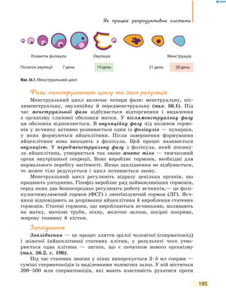 Як працює репродуктивна система
195
Фази менструального циклу та його регуляція
Менструальний цикл включає чотири фази: менструальну, піс-
ляменструальну, овуляційну й передменструальну (мал. 56.1). Під
час менструальної фази відбувається відторгнення і видалення
з організму слизової оболонки матки. У післяменструальну фазу
ця оболонка відновлюється. В овуляційну фазу під впливом гормо-
нів у яєчнику активно розвивається один із фолікулів — пухирців,
у яких формуються яйцеклітини. Після завершення формування
яйцеклітини вона виходить з фолікула. Цей процес називається
овуляцією. У передменструальну фазу з фолікула, який покину-
ла яйцеклітина, утворюється так зване жовте тіло — тимчасовий
орган внутрішньої секреції. Воно виробляє гормони, необхідні для
нормального перебігу вагітності. Якщо запліднення не відбувається,
то жовте тіло редукується і цикл починається знову.
Менструальний цикл регулюють відразу декілька органів, що
працюють узгоджено. Гіпофіз виробляє ряд найважливіших гормонів,
серед яких два безпосередньо регулюють роботу яєчників,— це фолі-
кулостимулюючий гормон (ФСГ) і лютеїнізуючий гормон (ЛГ). Яєч-
ники відповідають за дозрівання яйцеклітини й вироблення статевих
гормонів. Статеві гормони, що виробляються яєчниками, впливають
на матку, маткові труби, піхву, молочні залози, шкірні покриви,
жирову тканину й кістки.
Запліднення
Запліднення — це процес злиття зрілої чоловічої (сперматозоїд)
і жіночої (яйцеклітина) статевих клітин, у результаті чого утво-
рюється одна клітина — зигота, що є початком нового організму
(мал. 56.2, с. 196).
Під час статевих зносин у піхву випорскується 3–5 мл сперми —
суміші сперматозоїдів із виділеннями чоловічих залоз. У ній міститься
200–500 млн сперматозоїдів, які мають властивість рухатися проти
Початок овуляції 7 день 14 день 21 день 28 день
Овуляція МенструаціяРозвиток фолікула
Мал. 56.1. Менструальний цикл
 