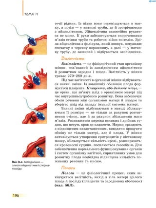 теМа 11
196
течії рідини. Із піхви вони переміщуються в мат-
ку, а потім — у маткові труби, де й зустрічаються
з яйцеклітиною. Яйцеклітина самостійно рухати-
ся не може. Її рухи забезпечуються скороченнями
м’язів стінки труби та роботою війок епітелію. Зрі-
ла яйцеклітина з фолікула, який лопнув, потрапляє
спочатку в черевну порожнину, а далі — у матко-
ву трубу, де зазвичай і відбувається запліднення.
Вагітність
Вагітність — це фізіологічний стан організму
жінки, пов’язаний із заплідненням яйцеклітини
й розвитком зародка і плода. Вагітність у жінки
триває 270–280 днів.
Під час вагітності в організмі жінки відбувають-
ся значні зміни. Із зовнішніх оболонок плода фор-
мується плацента. Плацента, або дитяче місце,—
це орган, що зв’язує плід з організмом матері під
час внутрішньоутробного розвитку. Вона забезпечує
обмін речовин між організмом матері й плодом та
вберігає плід від нападу імунної системи матері.
Значні зміни відбуваються в матці: збільшу-
ються її розміри — не тільки за рахунок розтяг-
нення стінок, але й за рахунок збільшення маси
м’язів. Розвивається мережа великих і дрібних су-
дин, що несуть кров до плаценти. Нирки працюють
з підвищеним навантаженням, виводячи продукти
обміну не тільки матері, але й плода. У жінки
активізується утворення еритроцитів у кістковому
мозку, збільшується кількість крові, розширюють-
ся кровоносні судини, посилюється газообмін. Для
забезпечення нормального функціонування органів
і систем організму вагітної, сприятливих умов для
розвитку плода необхідна підвищена кількість по-
живних речовин та кисню.
пологи
Пологи — це фізіологічний процес, яким за-
кінчується вагітність, вихід з тіла матері зрілого
плода й посліду (плаценти та зародкових оболонок)
(мал. 56.3).
Мал. 56.2. Запліднення —
злиття яйцеклітини і сперма-
тозоїда
 