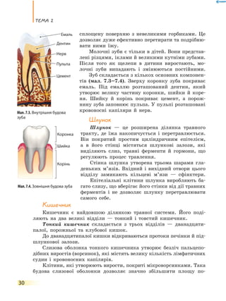 теМа 2
30
сплощену поверхню з невеликими горбиками. Це
дозволяє дуже ефективно перетирати та подрібню-
вати ними їжу.
Молочні зуби є тільки в дітей. Вони представ-
лені різцями, іклами й великими кутніми зубами.
Після того як щелепи в дитини виростають, мо-
лочні зуби випадають і змінюються постійними.
Зуб складається з кількох основних компонен-
тів (мал. 7.3–7.4). Зверху коронку зуба покриває
емаль. Під емаллю розташований дентин, який
утворює велику частину коронки, шийки й коре-
ня. Шийку й корінь покриває цемент, а порож-
нину зуба заповнює пульпа. У пульпі розташовані
кровоносні капіляри й нерв.
Шлунок
Шлунок — це розширена ділянка травного
тракту, де їжа накопичується і перетравлюється.
Він покритий простим циліндричним епітелієм,
а в його стінці містяться шлункові залози, які
виділяють слиз, травні ферменти й гормони, що
регулюють процес травлення.
Стінка шлунка утворена трьома шарами гла-
деньких м’язів. Вхідний і вихідний отвори цього
відділу замикають кільцеві м’язи — сфінктери.
Епітеліальні клітини шлунка виробляють ба-
гато слизу, що вберігає його стінки від дії травних
ферментів і не дозволяє шлунку перетравлювати
самого себе.
Кишечник
Кишечник є найдовшою ділянкою травної системи. Його поді-
ляють на два великі відділи — тонкий і товстий кишечник.
Тонкий кишечник складається з трьох відділів — дванадцяти-
палої, порожньої та клубової кишок.
До дванадцятипалої кишки відкриваються протоки печінки й під-
шлункової залози.
Слизова оболонка тонкого кишечника утворює безліч пальцепо-
дібних виростів (ворсинок), які містять велику кількість лімфатичних
судин і кровоносних капілярів.
Клітини, які утворюють вирости, покриті мікроворсинками. Така
будова слизової оболонки дозволяє значно збільшити площу по-
Мал.7.4.Зовнішня будова зуба
Корінь
Коронка
Шийка
Мал. 7.3. Внутрішня будова
зуба
Дентин
Цемент
Пульпа
Нерв
Емаль
 