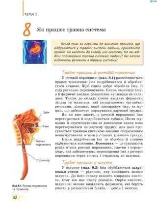 теМа 2
32
травні процеси в ротовій порожнині
У ротовій порожнині (мал. 8.1) розпочинається
процес травлення: їжа подрібнюється й обробля-
ється слиною. Щоб слина добре обробила їжу, її
слід ретельно пережовувати. Слина зволожує їжу,
а її фермент амілаза розщеплює вуглеводи на скла-
дові. Також до складу слини входять ферменти
ліпаза та мальтаза, які розщеплюють органічні
речовини, лізоцим, який знезаражує їжу, та му-
цин, що забезпечує формування харчової грудки.
Як ви вже знаєте, у ротовій порожнині їжа
перетирається й подрібнюється зубами. Після жу-
вання й перемішування за допомогою язика вона
перетворюється на харчову грудку, яка далі про-
сувається травною системою завдяки скороченням
непосмугованих м’язів у стінках травного тракту.
Після подрібнення їжі та обробки її слиною
відбувається ковтання. Ковтання — це сукупність
рухів м’язів ротової порожнини, глотки і страво-
ходу, які забезпечують переміщення їжі з ротової
порожнини через глотку і стравохід до шлунка.
травні процеси у шлунку
У шлунку (мал. 8.2) їжа обробляється шлун-
ковим соком — рідиною, яку виділяють залози
шлунка. До його складу входить хлоридна кисло-
та, тому він має кислу реакцію. Окрім кислоти,
шлункові залози виділяють ферменти, які беруть
участь у розщепленні білків,— ренін і пепсин.
Перед тим як перейти до вивчення процесів, що
відбуваються у травній системі людини, пригадайте
органи, які входять до складу цієї системи. На які від-
діли поділяється травна система людини? Які залози
виділяють речовини в травну систему?
8 Як працює травна система
Мал. 8.1. Ротова порожнина
та стравохід
Зуби
Язик
Ротова
порожнина
Стравохід
 