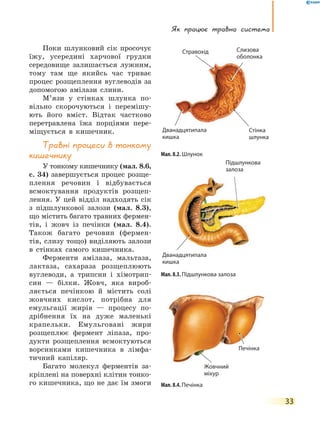 Як працює травна система
33
Поки шлунковий сік просочує
їжу, усередині харчової грудки
середовище залишається лужним,
тому там ще якийсь час триває
процес розщеплення вуглеводів за
допомогою амілази слини.
М’язи у стінках шлунка по-
вільно скорочуються і перемішу-
ють його вміст. Відтак частково
перетравлена їжа порціями пере-
міщується в кишечник.
травні процеси в тонкому
кишечнику
У тонкому кишечнику (мал. 8.6,
с. 34) завершується процес розще-
плення речовин і відбувається
всмоктування продуктів розщеп-
лення. У цей відділ надходять сік
з підшлункової залози (мал. 8.3),
що містить багато травних фермен-
тів, і жовч із печінки (мал. 8.4).
Також багато речовин (фермен-
тів, слизу тощо) виділяють залози
в стінках самого кишечника.
Ферменти амілаза, мальтаза,
лактаза, сахараза розщеплюють
вуглеводи, а трипсин і хімотрип-
син — білки. Жовч, яка вироб-
ляється печінкою й містить солі
жовчних кислот, потрібна для
емульгації жирів — процесу по-
дрібнення їх на дуже маленькі
крапельки. Емульговані жири
розщеплює фермент ліпаза, про-
дукти розщеплення всмоктуються
ворсинками кишечника в лімфа-
тичний капіляр.
Багато молекул ферментів за-
кріплені на поверхні клітин тонко-
го кишечника, що не дає їм змоги
Мал. 8.2. Шлунок
Мал. 8.4. Печінка
Мал. 8.3. Підшлункова залоза
Підшлункова
залоза
Печінка
Жовчний
міхур
Стравохід
Дванадцятипала
кишка
Дванадцятипала
кишка
Слизова
оболонка
Стінка
шлунка
оболонка
 