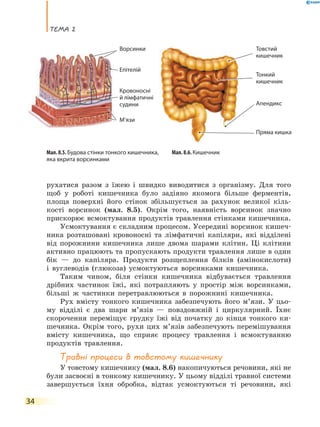 теМа 2
34
рухатися разом з їжею і швидко виводитися з організму. Для того
щоб у роботі кишечника було задіяно якомога більше ферментів,
площа поверхні його стінок збільшується за рахунок великої кіль-
кості ворсинок (мал. 8.5). Окрім того, наявність ворсинок значно
прискорює всмоктування продуктів травлення стінками кишечника.
Усмоктування є складним процесом. Усередині ворсинок кишеч-
ника розташовані кровоносні та лімфатичні капіляри, які відділені
від порожнини кишечника лише двома шарами клітин. Ці клітини
активно працюють та пропускають продукти травлення лише в один
бік — до капіляра. Продукти розщеплення білків (амінокислоти)
і вуглеводів (глюкоза) усмоктуються ворсинками кишечника.
Таким чином, біля стінки кишечника відбувається травлення
дрібних частинок їжі, які потрапляють у простір між ворсинками,
більші ж частинки перетравлюються в порожнині кишечника.
Рух вмісту тонкого кишечника забезпечують його м’язи. У цьо-
му відділі є два шари м’язів — повздовжній і циркулярний. Їхнє
скорочення переміщує грудку їжі від початку до кінця тонкого ки-
шечника. Окрім того, рухи цих м’язів забезпечують перемішування
вмісту кишечника, що сприяє процесу травлення і всмоктуванню
продуктів травлення.
травні процеси в товстому кишечнику
У товстому кишечнику (мал. 8.6) накопичуються речовини, які не
були засвоєні в тонкому кишечнику. У цьому відділі травної системи
завершується їхня обробка, відтак усмоктуються ті речовини, які
Мал. 8.6. КишечникМал. 8.5. Будова стінки тонкого кишечника,
яка вкрита ворсинками
Ворсинки Товстий
кишечник
Тонкий
кишечник
Пряма кишка
Апендикс
Епітелій
Кровоносні
й лімфатичні
судини
М’язи
 