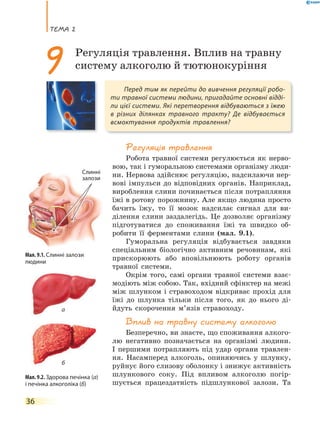 теМа 2
36
Регуляція травлення
Робота травної системи регулюється як нерво-
вою, так і гуморальною системами організму люди-
ни. Нервова здійснює регуляцію, надсилаючи нер-
вові імпульси до відповідних органів. Наприклад,
вироблення слини починається після потрапляння
їжі в ротову порожнину. Але якщо людина просто
бачить їжу, то її мозок надсилає сигнал для ви-
ділення слини заздалегідь. Це дозволяє організму
підготуватися до споживання їжі та швидко об-
робити її ферментами слини (мал. 9.1).
Гуморальна регуляція відбувається завдяки
спеціальним біологічно активним речовинам, які
прискорюють або вповільнюють роботу органів
травної системи.
Окрім того, самі органи травної системи взає-
модіють між собою. Так, вхідний сфінктер на межі
між шлунком і стравоходом відкриває прохід для
їжі до шлунка тільки після того, як до нього ді-
йдуть скорочення м’язів стравоходу.
Вплив на травну систему алкоголю
Безперечно, ви знаєте, що споживання алкого-
лю негативно позначається на організмі людини.
І першими потрапляють під удар органи травлен-
ня. Насамперед алкоголь, опиняючись у шлунку,
руйнує його слизову оболонку і знижує активність
шлункового соку. Під впливом алкоголю погір-
шується працездатність підшлункової залози. Та
Перед тим як перейти до вивчення регуляції робо-
ти травної системи людини, пригадайте основні відді-
ли цієї системи. Які перетворення відбуваються з їжею
в різних ділянках травного тракту? Де відбувається
всмоктування продуктів травлення?
9 Регуляція травлення. Вплив на травну
систему алкоголю й тютюнокуріння
Мал. 9.1. Слинні залози
людини
Мал. 9.2. Здорова печінка (а)
і печінка алкоголіка (б)
Слинні
залози
а
б
 