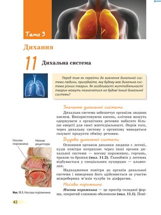 42
Значення дихальної системи
Дихальна система забезпечує організм людини
киснем. Використовуючи кисень, клітини можуть
одержувати з органічних речовин набагато біль-
ше енергії для своєї життєдіяльності. Окрім того,
через дихальну систему з організму виводяться
газуваті продукти обміну речовин.
Будова дихальної системи
Основним органом дихання людини є легені,
куди повітря потрапляє через інші органи ди-
хальної системи — носову порожнину, гортань,
трахею та бронхи (мал. 11.2). Газообмін у легенях
відбувається у спеціальних пухирцях — альвео-
лах.
Надходження повітря до органів дихальної
системи і виведення його здійснюється за участю
міжреберних м’язів тулуба та діафрагми.
Носова порожнина
Носова порожнина — це простір складної фор-
ми, покритий слизовою оболонкою (мал. 11.1). Пові-
Перед тим як перейти до вивчення дихальної сис-
теми людини, пригадайте, яку будову має дихальна сис-
тема різних тварин. Як особливості життєдіяльності
тварин можуть позначатися на будові їхньої дихальної
системи?
11Дихальна система
Тема 3
Дихання
Мал. 11.1. Носова порожнина
Носова
порожнина
Нюхові
рецептори
 
