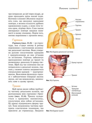 Дихальна система
43
тря потрапляє до неї через ніздрі, де
воно проходить крізь носові ходи.
Клітини слизової оболонки виділя-
ють слиз, що зволожує вдихуване
повітря, а велика кількість дрібних
кровоносних судин, у яких тече те-
пла кров, зігріває його. Слиз також
знезаражує повітря завдяки наяв-
ності в ньому лізоциму. Окрім того,
носова порожнина є органом нюху.
Гортань
Гортань (мал. 11.3) — це струк-
тура, яка з’єднує носову й ротову
порожнини з наступними ділянка-
ми дихальної системи. Вона утворе-
на рухомо сполученими хрящами
і прикріпленими до них м’язами
та зв’язками. Гортань забезпечує
проходження повітря до трахеї та
розмежовує дихальну й травну сис-
теми. Щоб під час ковтання їжа не
потрапляла в дихальні шляхи, гор-
тань у момент ковтка закривається
спеціальним хрящем — надгортан-
ником. Важливою функцією горта-
ні є забезпечення генерації звуків:
звуки, які ми вимовляємо, виника-
ють саме в цьому органі.
трахея
Цей орган являє собою трубчас-
ту частину дихальних шляхів, що
розташована між гортанню і брон-
хами (мал. 11.4). Трахея склада-
ється з хрящових напівкілець,
сполучених між собою зв’язками.
Ці хрящі підтримують форму тра-
хеї. Їхня незамкнена частина при-
крита еластичною тканиною, що
прилягає до стравоходу. Завдяки
Мал. 11.2. Будова дихальної системи
Мал. 11.4. Будова трахеї
Мал. 11.3. Гортань
Носова
порожнина
Трахея
Гортань
Бронхи
Легені
Трахея
Легені
Трахея
Миготливий
епітелій
Зв’язка
Хрящі гортані
Трахея
Хрящове
напівкільце
 