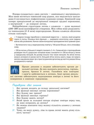 Дихальна система
45
Плевра складається з двох листків — зовнішнього і внутрішнього.
Між ними міститься тоненький шар рідини, яка виділяється капіля-
рами й поглинається лімфатичними судинами плеври. Зовнішній шар
плеври прикріплений до внутрішньої поверхні грудної порожнини,
а внутрішній — до поверхні легень.
Найдрібнішою структурою легень є альвеоли — дуже маленькі
(200–300 мкм) напівсферичні утворення. Між собою вони розділяють-
ся тоненькими (2–8 мкм) перегородками. Кожна альвеола обплетена
сіткою капілярів.
• У людини позаду піднебіння є невеликий відросток — язичок, який розділяє
горло й глотку. Основна його функція — закривати носоглотку, коли людина
ковтає або розмовляє. Язичок також контролює проходження їжі в травний тракт.
• Вуглекислого газу у видихуваному повітрі y 100 разів більше, ніж в атмосфер-
ному.
• Об’єм легень у більшості людей становить 3–4 л. Зазвичай він є пропорційним
розмірам тіла й у дорослих чоловіків може становити 6 л. Об’єм легень у жінок
у середньому менший, бо розмір їхнього тіла також менший. На об’єм легень
можуть впливати й умови життя. Більший об’єм легень мають люди, які живуть
високо над рівнем моря. Це є пристосуванням організму до життя в умовах більш
розрідженого повітря.
Процес дихання в людини забезпечують органи ди-
хальної системи. До них належать носоглотка, гортань,
трахея, бронхи й легені. Газообмін між повітрям
і кров’ю здійснюється в легенях. Інші органи дихаль-
ної системи забезпечують надходження повітря в легені та його
повернення в зовнішнє середовище.
перевірте свої знання
1. Які органи входять до складу дихальної системи?
2. Які функції виконує носова порожнина?
3. Яку будову має трахея?
4. Які функції виконує гортань?
5. Яку будову мають легені?
6*. Який орган за холодної погоди зігріває повітря перед тим,
як воно потрапить до легень?
7*. Як можна пояснити таку велику кількість альвеол у легенях
людини?
8*. Чому, на вашу думку, ліва та права легені мають різну кіль-
кість часток?
 