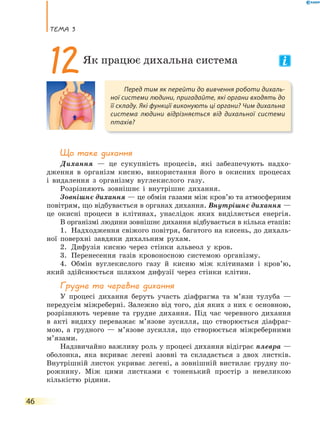 теМа 3
46
Що таке дихання
Дихання — це сукупність процесів, які забезпечують надхо-
дження в організм кисню, використання його в окисних процесах
і видалення з організму вуглекислого газу.
Розрізняють зовнішнє і внутрішнє дихання.
Зовнішнє дихання — це обмін газами між кров’ю та атмосферним
повітрям, що відбувається в органах дихання. Внутрішнє дихання —
це окисні процеси в клітинах, унаслідок яких виділяється енергія.
В організмі людини зовнішнє дихання відбувається в кілька етапів:
1. Надходження свіжого повітря, багатого на кисень, до дихаль-
ної поверхні завдяки дихальним рухам.
2. Дифузія кисню через стінки альвеол у кров.
3. Перенесення газів кровоносною системою організму.
4. Обмін вуглекислого газу й кисню між клітинами і кров’ю,
який здійснюється шляхом дифузії через стінки клітин.
Грудне та черевне дихання
У процесі дихання беруть участь діафрагма та м’язи тулуба —
передусім міжреберні. Залежно від того, дія яких з них є основною,
розрізняють черевне та грудне дихання. Під час черевного дихання
в акті видиху переважає м’язове зусилля, що створюється діафраг-
мою, а грудного — м’язове зусилля, що створюється міжреберними
м’язами.
Надзвичайно важливу роль у процесі дихання відіграє плевра —
оболонка, яка вкриває легені ззовні та складається з двох листків.
Внутрішній листок укриває легені, а зовнішній вистилає грудну по-
рожнину. Між цими листками є тоненький простір з невеликою
кількістю рідини.
Перед тим як перейти до вивчення роботи дихаль-
ної системи людини, пригадайте, які органи входять до
її складу. Які функції виконують ці органи? Чим дихальна
система людини відрізняється від дихальної системи
птахів?
12Як працює дихальна система
 