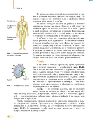 теМа 4
60
Та частина плазми крові, яка потрапила в тка-
нини, утворює тканинну (міжклітинну) рідину. Ця
рідина омиває всі клітини тіла і здійснює обмін
речовин між ними і кров’ю.
За своїм складом тканинна рідина в момент
утворення схожа на кров. Одначе в ній відсутні
клітини крові та більша частина її білків. Проте
в разі якихось негативних процесів (наприклад,
запалення) лейкоцити з крові можуть виходити
у тканини й потрапляти в тканинну рідину.
У зв’язку з тим, що тканинна рідина здійснює
обмін речовин між судинами і клітинами тканин,
її склад постійно змінюється. Деякі речовини пе-
реходять усередину клітин тканини, а інші, на-
впаки, виділяються клітинами в тканинну рідину.
У різних тканинах клітини можуть потребувати
різних речовин і виділяти різні продукти обміну.
Це також упливає на склад тканинної рідини, уна-
слідок чого він стає ще більш різноманітним.
Лімфа
У тканинах нашого організму крім кровонос-
них є й інші капіляри — лімфатичні (мал. 15.1).
Вони мають вигляд тоненьких трубочок, замкне-
них з одного кінця. Тиск усередині лімфатичних
капілярів менший, ніж у кровоносних, тому в них
просочується надлишок тканинної рідини, який
утворюється в тканинах через постійне надходжен-
ня плазми з кровоносних капілярів. Тканинна
рідина, яка просочилася в лімфатичні капіляри,
перетворюється на лімфу.
Лімфа — це прозора рідина, що за складом
дуже схожа на тканинну рідину, однак вона міс-
тить велику кількість лімфоцитів. Звідси одна з її основних функ-
цій — знешкодження небезпечних мікроорганізмів і речовин, які
потрапили в організм.
Своїм незамкненим кінцем лімфатичні капіляри впадають у біль-
ші лімфатичні судини. Рухаючись по лімфатичних судинах, лімфа
потрапляє в лімфатичні вузли, де зосереджено багато лімфоцитів
(мал. 15.2). Зливаючись, лімфатичні судини впадають у вену, де
лімфа поповнює плазму крові.
Мал. 15.2. Лімфатичний вузол
Мал. 15.1. Схема будови лім-
фатичної системи
Лімфатичні
вузли
Селезінка
Лімфатичні
судини
Судини
Вузол
Лімфатичні
 