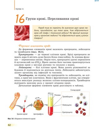теМа 4
62
Формені елементи крові
До формених елементів крові належать еритроцити, лейкоцити
та тромбоцити (мал. 16.1).
Еритроцити — це червоні клітини крові. Зрілі еритроцити не
мають ядра й містять дуже багато білка гемоглобіну. Їх основна функ-
ція — перенесення кисню. Окрім того, еритроцити здатні переносити
й вуглекислий газ (СО2
). Проте значна його частина транспортується
плазмою крові у вигляді розчину та сполуки з водою.
Лейкоцити — білі клітини крові. Вони досить різноманітні за
будовою й поділяються на декілька типів. Лейкоцити забезпечують
захист організму від інфекцій та токсинів.
Тромбоцити, на відміну від еритроцитів та лейкоцитів, не клі-
тини, а кров’яні пластинки. Вони є фрагментами клітин, що утворю-
ються внаслідок розпаду великих клітин-попередників. Тромбоцити
відіграють важливу роль у процесі зсідання крові.
Детальніше формені елементи крові розглянуто в таблиці.
Перед тим як перейти до вивчення груп крові лю-
дини, пригадайте, що таке кров. Чим відрізняється
кров від лімфи і тканинної рідини? Які функції виконує
кров у організмі людини? Чи відрізняється кров у різних
тварин?
16Групи крові. Переливання крові
Мал. 16.1. Формені елементи крові
Еритроцити
Склад крові
ЦентрифугаЗразок крові
Плазма
Тромбоцити
Лейкоцити
 