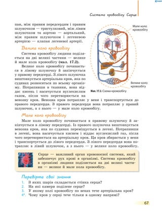 система кровообігу. серце
67
пан, між правим передсердям і правим
шлуночком — тристулковий, між лівим
шлуночком та аортою — аортальний,
між правим шлуночком і легеневою
артерією — клапан легеневої артерії.
Велике коло кровообігу
Система кровообігу людини поділя-
ється на дві великі частини — велике
й мале кола кровообігу (мал. 17.2).
Велике коло кровообігу починаєть-
ся в лівому шлуночку й закінчується
у правому передсерді. З лівого шлуночка
виштовхується артеріальна кров, яка по
судинах розноситься по всьому організ-
му. Потрапивши в тканини, вона від-
дає кисень і насичується вуглекислим
газом, після чого перетворюється на
венозну кров. Венозна кров потрапляє у вени і транспортується до
правого передсердя. З правого передсердя вона потрапляє у правий
шлуночок, а з нього — у мале коло кровообігу.
Мале коло кровообігу
Мале коло кровообігу починається в правому шлуночку й за-
кінчується в лівому передсерді. Із правого шлуночка виштовхується
венозна кров, яка по судинах переміщується в легені. Потрапивши
в легені, вона насичується киснем і віддає вуглекислий газ, після
чого перетворюється на артеріальну кров. Ця кров збирається у вени
і транспортується до лівого передсердя. З лівого передсердя вона по-
трапляє в лівий шлуночок, а з нього — у велике коло кровообігу.
Серце — важливий орган кровоносної системи, який
забезпечує рух крові в організмі. Система кровообігу
в організмі людини поділяється на дві великі части-
ни — велике й мале кола кровообігу.
перевірте свої знання
1. З яких шарів складається стінка серця?
2. На які камери поділене серце?
3. У якому колі кровообігу по венах тече артеріальна кров?
4*. Чому кров у серці тече тільки в одному напрямі?
Мал. 17.2. Схема кровообігу
Велике коло
кровообігу
Мале коло
кровообігу
Велике коло
кровообігу
Мале коло
кровообігу
 