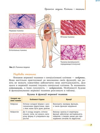 Організм людини. Клітини і тканини
7
Нервова тканина
Основою нервової тканини є спеціалізовані клітини — нейрони.
Вони настільки пристосовані до виконання своїх функцій, що на-
віть не можуть самостійно забезпечити свою життєдіяльність. Для
цього в нервовій тканині існують спеціальні клітини. Їх називають
гліальними, а їхню сукупність — нейроглією. Особливості будови
й функціонування нервової тканини розглянуто в таблиці.
Будова й функції нервової тканини
Складові нер-
вової тканини
Особливості будови Функції
Нейрони Клітини складної форми з роз-
галуженими відростками, один
з яких може бути дуже довгим
Виконують провідну функцію,
а також функцію керування
Нейроглія До її складу входять клітини
кількох типів, які можуть мати
різну форму й утворювати від-
ростки
Виконує захисну й секреторну
функції; забезпечує життєдіяльність
нейронів і створює умови для про-
ходження сигналів по відростках
Мал. 2.1. Тканини людини
Епітеліальна тканина
М’язова тканина
Тканина внутрішнього
середовища (сполучна)
Нервова тканина
 