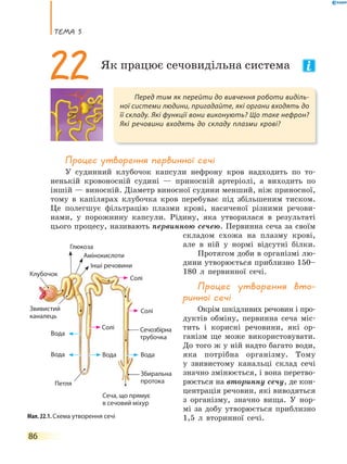 теМа 5
86
процес утворення первинної сечі
У судинний клубочок капсули нефрону кров надходить по то-
ненькій кровоносній судині — приносній артеріолі, а виходить по
іншій — виносній. Діаметр виносної судини менший, ніж приносної,
тому в капілярах клубочка кров перебуває під збільшеним тиском.
Це полегшує фільтрацію плазми крові, насиченої різними речови-
нами, у порожнину капсули. Рідину, яка утворилася в результаті
цього процесу, називають первинною сечею. Первинна сеча за своїм
складом схожа на плазму крові,
але в ній у нормі відсутні білки.
Протягом доби в організмі лю-
дини утворюється приблизно 150–
180 л первинної сечі.
процес утворення вто-
ринної сечі
Окрім шкідливих речовин і про-
дуктів обміну, первинна сеча міс-
тить і корисні речовини, які ор-
ганізм ще може використовувати.
До того ж у ній надто багато води,
яка потрібна організму. Тому
у звивистому канальці склад сечі
значно змінюється, і вона перетво-
рюється на вторинну сечу, де кон-
центрація речовин, які виводяться
з організму, значно вища. У нор-
мі за добу утворюється приблизно
1,5 л вторинної сечі.
Перед тим як перейти до вивчення роботи виділь-
ної системи людини, пригадайте, які органи входять до
її складу. Які функції вони виконують? Що таке нефрон?
Які речовини входять до складу плазми крові?
22 Як працює сечовидільна система
Мал. 22.1. Схема утворення сечі
Клубочок
Вода
Вода ВодаВода
Солі
Солі
Солі
Глюкоза
Амінокислоти
Інші речовини
Петля
Звивистий
каналець
Сечозбірна
трубочка
Збиральна
протока
Сеча, що прямує
в сечовий міхур
Клубочок
 