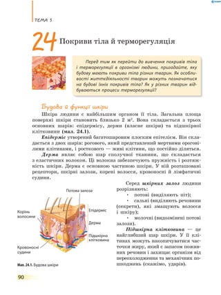 теМа 5
90
Будова й функції шкіри
Шкіра людини є найбільшим органом її тіла. Загальна площа
поверхні шкіри становить близько 2 м2
. Вона складається з трьох
основних шарів: епідермісу, дерми (власне шкіри) та підшкірної
клітковини (мал. 24.1).
Епідерміс утворений багатошаровим плоским епітелієм. Він скла-
дається з двох шарів: рогового, який представлений мертвими орогові-
лими клітинами, і росткового — живі клітини, що постійно діляться.
Дерма являє собою шар сполучної тканини, що складається
з еластичних волокон. Ці волокна забезпечують пружність і розтяж-
ність шкіри. Дерма є основною частиною шкіри. У ній розташовані
рецептори, шкірні залози, корені волосся, кровоносні й лімфатичні
судини.
Серед шкірних залоз людини
розрізняють:
• потові (виділяють піт);
• сальні (виділяють речовини
(секрети), які змащують волосся
і шкіру);
• молочні (видозмінені потові
залози).
Підшкірна клітковина — це
найглибший шар шкіри. У її клі-
тинах можуть накопичуватися час-
точки жиру, який є запасом пожив-
них речовин і захищає організм від
переохолодження та механічних по-
шкоджень (скажімо, ударів).
Перед тим як перейти до вивчення покривів тіла
і терморегуляції в організмі людини, пригадайте, яку
будову мають покриви тіла різних тварин. Як особли-
вості життєдіяльності тварин можуть позначатися
на будові їхніх покривів тіла? Як у різних тварин від-
буваються процеси терморегуляції?
24Покриви тіла й терморегуляція
Мал. 24.1. Будова шкіри
Епідерміс
Дерма
Підшкірна
клітковина
Корінь
волосини
Потова залоза
Кровоносні
судини
 