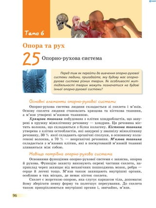 96
Основні елементи опорно-рухової системи
Опорно-рухова система людини складається зі скелета і м’язів.
Основу скелета людини становлять хрящова та кісткова тканини,
а м’язи утворені м’язовою тканиною.
Хрящова тканина побудована з клітин хондробластів, що зану-
рені в пружну міжклітинну речовину — хондрин. Ця речовина міс-
тить волокна, що складаються з білка колагену. Кісткова тканина
утворена з клітин остеобластів, які занурені у звапнілу міжклітинну
речовину, 30 % якої складають органічні сполуки, в основному кола-
генові волокна, а 70 % — неорганічні речовини. М’язова тканина
складається з м’язових клітин, які в посмугованій м’язовій тканині
зливаються між собою.
Навіщо потрібна опорно-рухова система
Основними функціями опорно-рухової системи є захисна, опорна
й рухова. Функцію захисту виконують окремі частини скелета, на-
приклад череп захищає від механічних пошкоджень мозок, ребра —
серце й легені тощо. М’язи також захищають внутрішні органи,
особливо в тих місцях, де немає кісток скелета.
Скелет є жорсткою опорою, яка слугує каркасом тіла, допомагає
йому зберігати певну форму та полегшує пересування. До скелета
також прикріплюються внутрішні органи і, звичайно, м’язи.
Перед тим як перейти до вивчення опорно-рухової
системи людини, пригадайте, яку будову має опорно-
рухова система різних тварин. Як особливості жит-
тєдіяльності тварин можуть позначатися на будові
їхньої опорно-рухової системи?
25Опорно-рухова система
Тема 6
Опора та рух
 