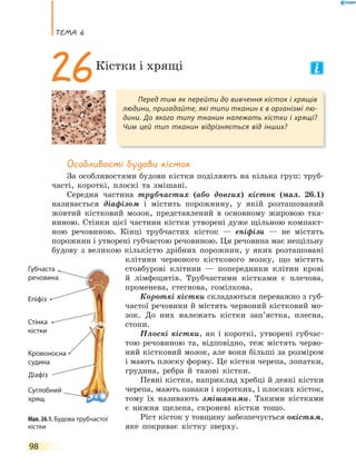 теМа 6
98
Особливості будови кісток
За особливостями будови кістки поділяють на кілька груп: труб-
часті, короткі, плоскі та змішані.
Середня частина трубчастих (або довгих) кісток (мал. 26.1)
називається діафізом і містить порожнину, у якій розташований
жовтий кістковий мозок, представлений в основному жировою тка-
ниною. Стінки цієї частини кістки утворені дуже щільною компакт-
ною речовиною. Кінці трубчастих кісток — епіфізи — не містять
порожнин і утворені губчастою речовиною. Ця речовина має нещільну
будову з великою кількістю дрібних порожнин, у яких розташовані
клітини червоного кісткового мозку, що містить
стовбурові клітини — попередники клітин крові
й лімфоцитів. Трубчастими кістками є плечова,
променева, стегнова, гомілкова.
Короткі кістки складаються переважно з губ-
частої речовини й містять червоний кістковий мо-
зок. До них належать кістки зап’ястка, плесна,
стопи.
Плоскі кістки, як і короткі, утворені губчас-
тою речовиною та, відповідно, теж містять черво-
ний кістковий мозок, але вони більші за розміром
і мають плоску форму. Це кістки черепа, лопатки,
грудина, ребра й тазові кістки.
Певні кістки, наприклад хребці й деякі кістки
черепа, мають ознаки і коротких, і плоских кісток,
тому їх називають змішаними. Такими кістками
є нижня щелепа, скроневі кістки тощо.
Ріст кісток у товщину забезпечується окістям,
яке покриває кістку зверху.
Перед тим як перейти до вивчення кісток і хрящів
людини, пригадайте, які типи тканин є в організмі лю-
дини. До якого типу тканин належать кістки і хрящі?
Чим цей тип тканин відрізняється від інших?
26Кістки і хрящі
Мал. 26.1. Будова трубчастої
кістки
Губчаста
речовина
Кровоносна
судина
Стінка
кістки
Епіфіз
Суглобний
хрящ
речовина
Діафіз
 
