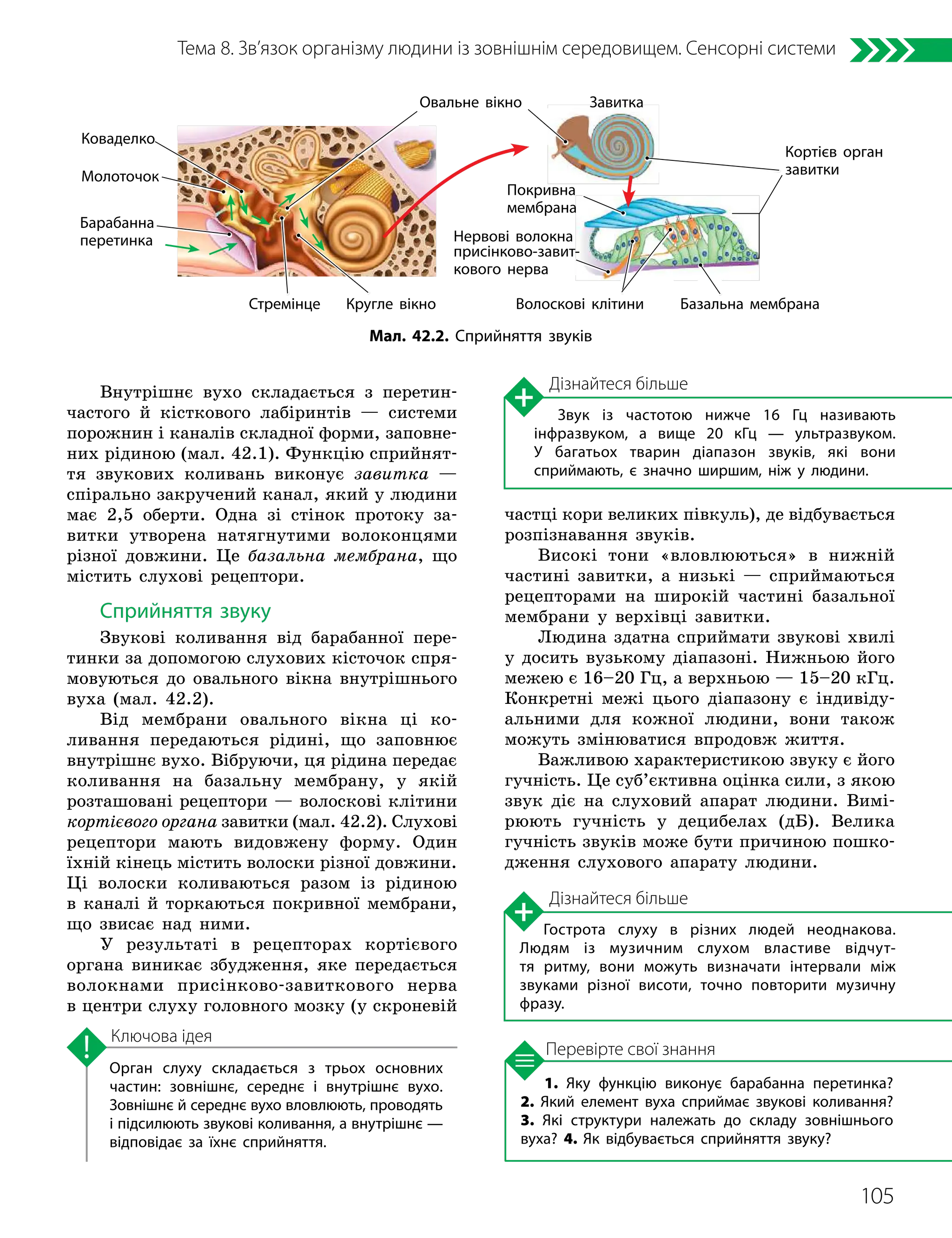 105
Тема 8. Зв’язок організму людини із зовнішнім середовищем. Сенсорні системи
1. Яку функцію виконує барабанна перетинка?
2. Який елемент вуха сприймає звукові коливання?
3. Які структури належать до складу зовнішнього
вуха? 4. Як відбувається сприйняття звуку?
Перевірте свої знання
Орган слуху складається з трьох основних
частин: зовнішнє, середнє і внутрішнє вухо.
Зовнішнє й середнє вухо вловлюють, проводять
і підсилюють звукові коливання, а внутрішнє —
відповідає за їхнє сприйняття.
Ключова ідея
Внутрішнє вухо складається з перетин-
частого й кісткового лабіринтів — системи
порожнин і каналів складної форми, заповне-
них рідиною (мал. 42.1). Функцію сприйнят-
тя звукових коливань виконує завитка —
спірально закручений канал, який у людини
має 2,5 оберти. Одна зі стінок протоку за-
витки утворена натягнутими волоконцями
різної довжини. Це базальна мембрана, що
містить слухові рецептори.
Сприйняття звуку
Звукові коливання від барабанної пере-
тинки за допомогою слухових кісточок спря-
мовуються до овального вікна внутрішнього
вуха (мал. 42.2).
Від мембрани овального вікна ці ко-
ливання передаються рідині, що заповнює
внутрішнє вухо. Вібруючи, ця рідина передає
коливання на базальну мембрану, у якій
розташовані рецептори — волоскові клітини
кортієвого органа завитки (мал. 42.2). Слухові
рецептори мають видовжену форму. Один
їхній кінець містить волоски різної довжини.
Ці волоски коливаються разом із рідиною
в каналі й торкаються покривної мембрани,
що звисає над ними.
У результаті в рецепторах кортієвого
органа виникає збудження, яке передається
волокнами присінково-завиткового нерва
в центри слуху головного мозку (у скроневій
частці кори великих півкуль), де відбувається
розпізнавання звуків.
Високі тони «вловлюються» в нижній
частині завитки, а низькі — сприймаються
рецепторами на широкій частині базальної
мембрани у верхівці завитки.
Людина здатна сприймати звукові хвилі
у досить вузькому діапазоні. Нижньою його
межею є 16–20 Гц, а верхньою — 15–20 кГц.
Конкретні межі цього діапазону є індивіду-
альними для кожної людини, вони також
можуть змінюватися впродовж життя.
Важливою характеристикою звуку є його
гучність. Це суб’єктивна оцінка сили, з якою
звук діє на слуховий апарат людини. Вимі-
рюють гучність у децибелах (дБ). Велика
гучність звуків може бути причиною пошко-
дження слухового апарату людини.
Дізнайтеся більше
Дізнайтеся більше
Гострота слуху в різних людей неоднакова.
Людям із музичним слухом властиве відчут­
тя ритму, вони можуть визначати інтервали між
звуками різної висоти, точно повторити музичну
фразу.
Звук із частотою нижче 16 Гц називають
інфразвуком, а вище 20 кГц — ультразвуком.
У багатьох тварин діапазон звуків, які вони
сприймають, є значно ширшим, ніж у людини.
Мал. 42.2. Сприйняття звуків
Барабанна
перетинка
Стремінце Кругле вікно
Молоточок
Коваделко
Овальне вікно Завитка
Нервові волокна
присінково-завит­
кового нерва
Базальна мембрана
Волоскові клітини
Покривна
мембрана
Кортієв орган
завитки
 