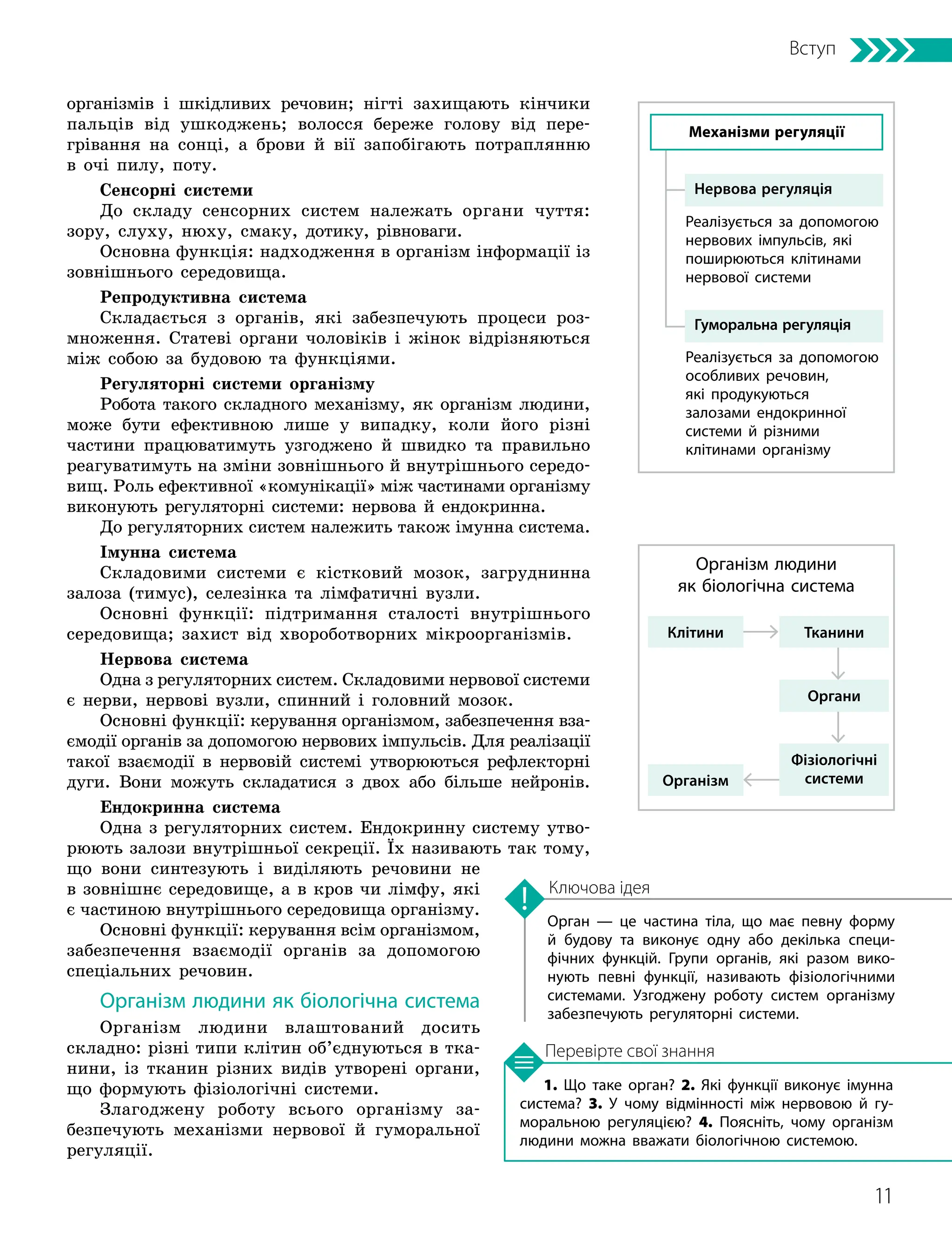 11
Вступ
1. Що таке орган? 2. Які функції виконує імунна
система? 3. У чому відмінності між нервовою й гу­
моральною регуляцією? 4. Поясніть, чому організм
людини можна вважати біологічною системою.
Орган — це частина тіла, що має певну форму
й будову та виконує одну або декілька специ­
фічних функцій. Групи органів, які разом вико­
нують певні функції, називають фізіологічними
системами. Узгоджену роботу систем організму
забезпечують регуляторні системи.
Ключова ідея
Перевірте свої знання
організмів і шкідливих речовин; нігті захищають кінчики
пальців від ушкоджень; волосся береже голову від пере-
грівання на сонці, а брови й вії запобігають потрап­
лянню
в очі пилу, поту.
Сенсорні системи
До складу сенсорних систем належать органи чуття:
зору, слуху, нюху, смаку, дотику, рівноваги.
Основна функція: надходження в організм інформації із
зовнішнього середовища.
Репродуктивна система
Складається з органів, які забезпечують процеси роз-
множення. Статеві органи чоловіків і жінок відрізняються
між собою за будовою та функціями.
Регуляторні системи організму
Робота такого складного механізму, як організм людини,
може бути ефективною лише у випадку, коли його різні
частини працюватимуть узгоджено й швидко та правильно
реагуватимуть на зміни зовнішнього й внутрішнього середо­
вищ. Роль ефективної «комунікації» між частинами організму
виконують регуляторні системи: нервова й ендокринна.
До регуляторних систем належить також імунна система.
Імунна система
Складовими системи є кістковий мозок, загруднинна
залоза (ти­
мус), селезінка та лімфатичні вузли.
Основні функції: підтримання сталості внутрішнього
середовища; захист від хворобо­
творних мікроорганізмів.
Нервова система
Одна з регуляторних систем. Складовими нервової системи
є нерви, нервові вузли, спинний і головний мозок.
Основні функції: керування організмом, забезпечення вза-
ємодії органів за допомогою нервових імпульсів. Для реалізації
такої взаємодії в нервовій системі утворюються рефлекторні
дуги. Вони можуть складатися з двох або більше нейронів.
Ендокринна система
Одна з регуляторних систем. Ендокринну систему утво-
рюють залози внутрішньої секреції. Їх називають так тому,
що вони синтезують і виділяють речовини не
в зовнішнє середовище, а в кров чи лімфу, які
є частиною внутрішнього середовища організму.
Основні функції: керування всім організмом,
забезпечення взаємодії органів за допомогою
спеціальних речовин.
Організм людини як біологічна система
Організм людини влаштований досить
складно: різні типи клітин об’єднуються в тка-
нини, із тканин різних видів утворені органи,
що формують фізіологічні системи.
Злагоджену роботу всього організму за-
безпечують механізми нервової й гуморальної
регуляції.
Механізми регуляції
Нервова регуляція
Гуморальна регуляція
Реалізується за допомогою
нервових імпульсів, які
поширюються клітинами
нервової системи
Реалізується за допомогою
особливих речовин,
які продукуються
залозами ендокринної
системи й різними
клітинами організму
Клітини
Організм
Тканини
Органи
Фізіологічні
системи
Організм людини
як біологічна система
 