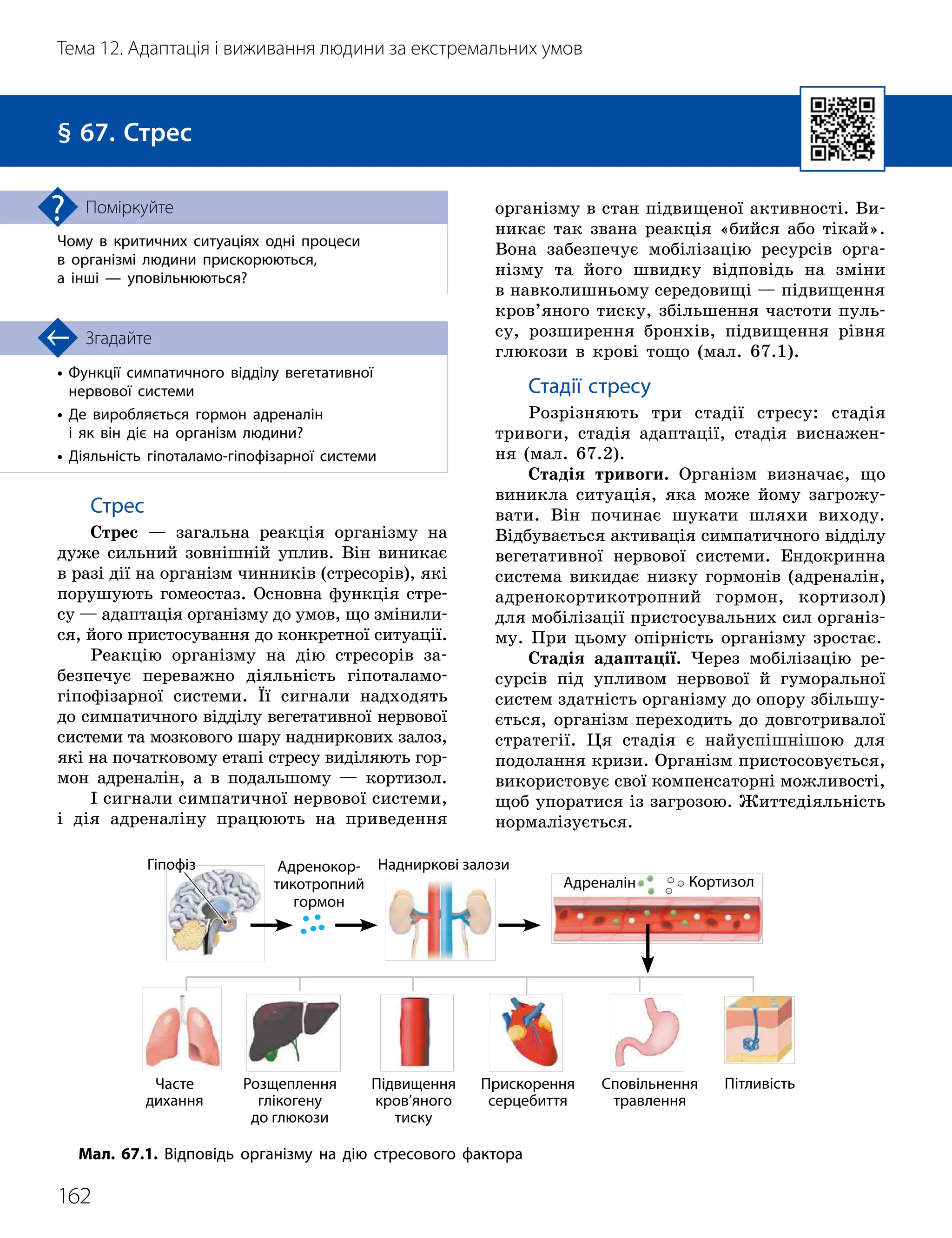 162
Тема 12. Адаптація і виживання людини за екстремальних умов
•

Функції симпатичного відділу вегетативної
нервової системи
•

Де виробляється гормон адреналін
і як він діє на організм людини?
• Діяльність гіпоталамо
-
гіпофізарної системи
Згадайте
§ 67. Стрес
Чому в критичних ситуаціях одні процеси
в організмі людини прискорюються,
а інші — уповільнюються?
Поміркуйте
Стрес
Стрес — загальна реакція організму на
дуже сильний зовнішній уплив. Він виникає
в разі дії на організм чинників (стресорів), які
порушують гомеостаз. Основна функція стре-
су — адаптація організму до умов, що змінили-
ся, його пристосування до конкретної ситуації.
Реакцію організму на дію стресорів за-
безпечує переважно діяльність гіпоталамо-
­
гіпофізарної системи. Її сигнали надходять
до симпатичного відділу вегетативної нервової
системи та мозкового шару надниркових залоз,
які на початковому етапі стресу виділяють гор-
мон адреналін, а в подальшому — кортизол.
І сигнали симпатичної нервової системи,
і дія адреналіну працюють на приведення
організму в стан підвищеної активності. Ви-
никає так звана реакція «бийся або тікай».
Вона забезпечує мобілізацію ресурсів орга-
нізму та його швидку відповідь на зміни
в навколишньому середовищі — підвищення
кров’яного тиску, збільшення частоти пуль-
су, розширення бронхів, підвищення рівня
глюкози в крові тощо (мал. 67.1).
Стадії стресу
Розрізняють три стадії стресу: стадія
тривоги, стадія адаптації, стадія виснажен-
ня (мал. 67.2).
Стадія тривоги. Організм визначає, що
виникла ситуація, яка може йому загрожу-
вати. Він починає шукати шляхи виходу.
Відбувається активація симпатичного відділу
вегетативної нервової системи. Ендокринна
система викидає низку гормонів (адреналін,
адренокортикотропний гормон, кортизол)
для мобілізації пристосувальних сил організ-
му. При цьому опірність організму зростає.
Стадія адаптації. Через мобілізацію ре-
сурсів під упливом нервової й гуморальної
систем здатність організму до опору збільшу-
ється, організм переходить до довготривалої
стратегії. Ця стадія є найуспішнішою для
подолання кризи. Організм пристосовується,
використовує свої компенсаторні можливості,
щоб упоратися із загрозою. Життєдіяльність
нормалізується.
Гіпофіз Адренокор­
тикотропний
гормон
Надниркові залози
Часте
дихання
Адреналін Кортизол
Пітливість
Розщеплення
глікогену
до глюкози
Підвищення
кров’яного
тиску
Прискорення
серцебиття
Сповільнення
травлення
Мал. 67.1. Відповідь організму на дію стресового фактора
 