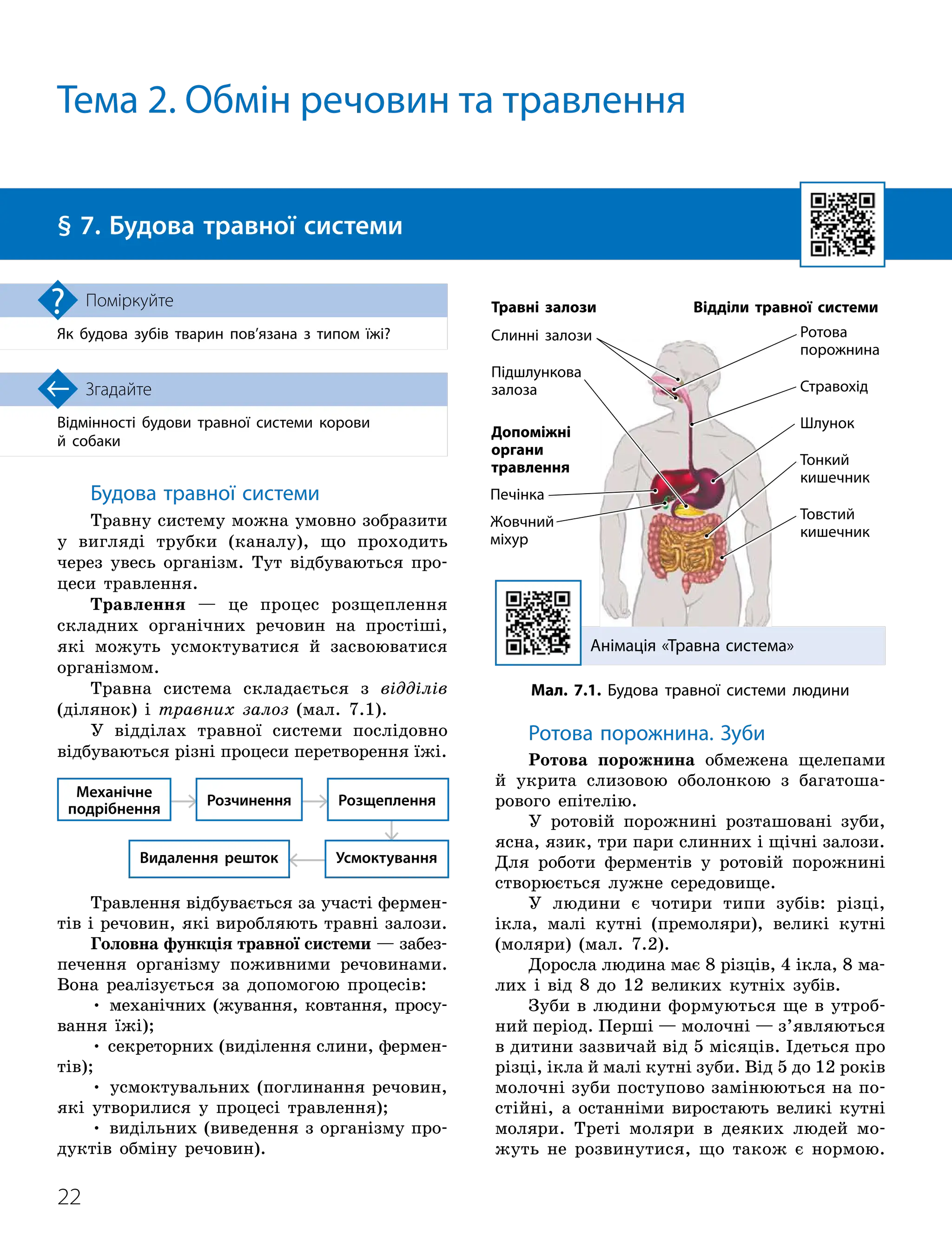 22

Відмінності будови травної системи корови
й собаки
Згадайте
§ 7. Будова травної системи
Як будова зубів тварин пов’язана з типом їжі?
Поміркуйте

Тема 2. Обмін речовин та травлення
Будова травної системи
Травну систему можна умовно зобразити
у вигляді трубки (каналу), що проходить
через увесь організм. Тут відбуваються про-
цеси травлення.
Травлення — це процес розщеплення
складних органічних речовин на простіші,
які можуть усмоктуватися й засвоюватися
організмом.
Травна система складається з відділів
(ділянок) і травних залоз (мал. 7.1).
У відділах травної системи послідовно
відбуваються різні процеси перетворення їжі.
Механічне
подрібнення
Видалення решток
Розчинення Розщеплення
Усмоктування
Травлення відбувається за участі фермен-
тів і речовин, які виробляють травні залози.
Головна функція травної системи — забез-
печення організму поживними речовинами.
Вона реалізується за допомогою процесів:
• механічних (жування, ковтання, просу-
вання їжі);
• секреторних (виділення слини, фермен-
тів);
• усмоктувальних (поглинання речовин,
які утворилися у процесі травлення);
• видільних (виведення з організму про-
дуктів обміну речовин).
Ротова порожнина. Зуби
Ротова порожнина обмежена щелепами
й укрита слизовою оболонкою з багатоша-
рового епітелію.
У ротовій порожнині розташовані зуби,
ясна, язик, три пари слинних і щічні залози.
Для роботи ферментів у ротовій порожнині
створюється лужне середовище.
У людини є чотири типи зубів: різці,
ікла, малі кутні (премоляри), великі кутні
(моляри) (мал. 7.2).
Доросла людина має 8 різців, 4 ікла, 8 ма-
лих і від 8 до 12 великих кутніх зубів.
Зуби в людини формуються ще в утроб-
ний період. Перші — молочні — з’являються
в дитини зазвичай від 5 місяців. Ідеться про
різці, ікла й малі кутні зуби. Від 5 до 12 років
молочні зуби поступово замінюються на по-
стійні, а останніми виростають великі кутні
моляри. Треті моляри в деяких людей мо-
жуть не розвинутися, що також є нормою.
Мал. 7.1. Будова травної системи людини
Анімація «Травна система»
Ротова
порожнина
Стравохід
Шлунок
Тонкий
кишечник
Товстий
кишечник
Відділи травної системи
Травні залози
Слинні залози
Підшлункова
залоза
Допоміжні
органи
травлення
Печінка
Жовчний
міхур
 